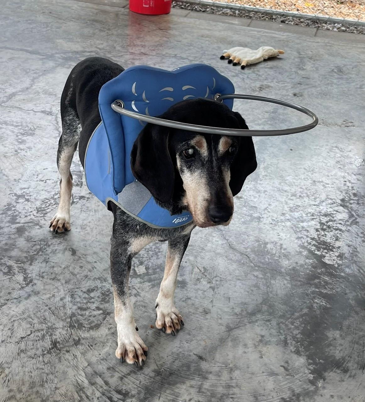 Ace, ADOPTABLE, Senior Male Bluetick Coonhound.