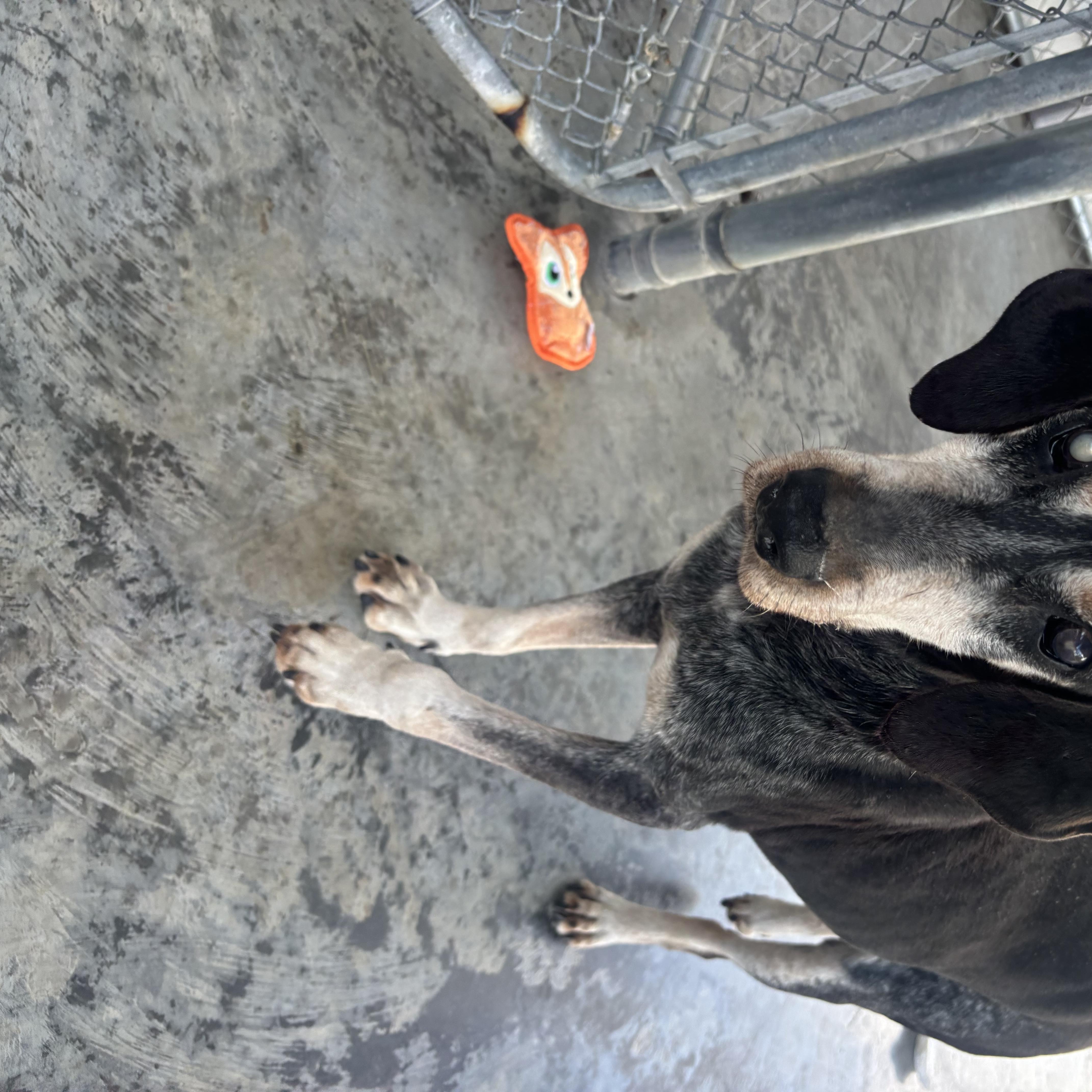 Ace, a ADOPTABLE Bluetick Coonhound in Edinburg, VA image 4/4