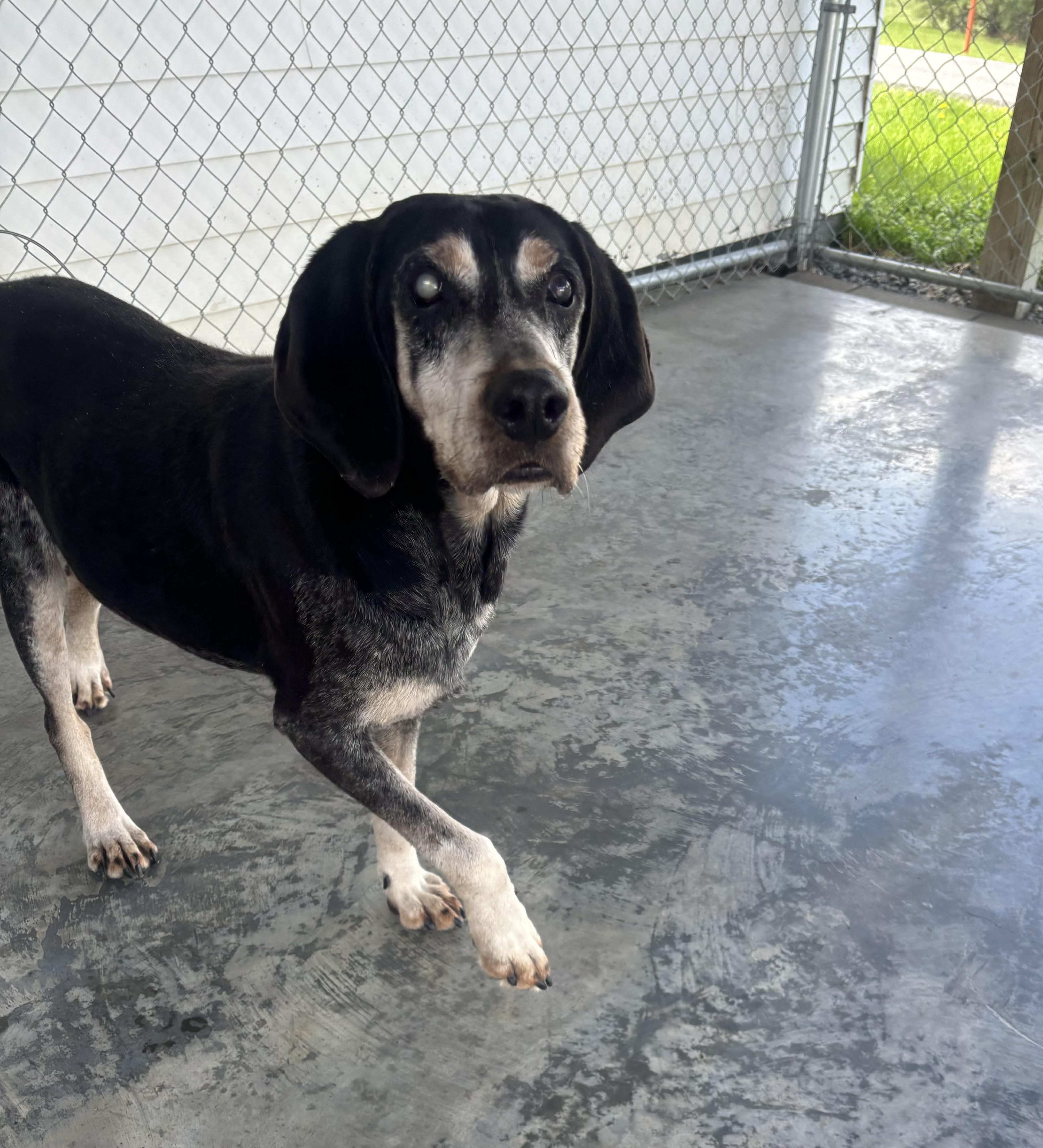 Ace, a ADOPTABLE Bluetick Coonhound in Edinburg, VA image 3/4