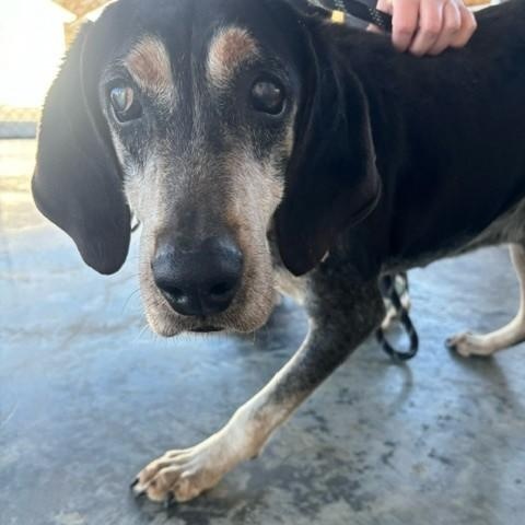 Ace, ADOPTABLE, Senior Male Bluetick Coonhound.