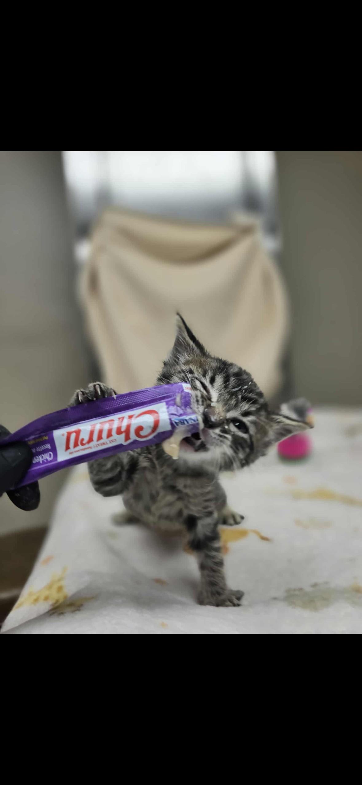 Grinch, adopted, Kitten Male Domestic Short Hair.