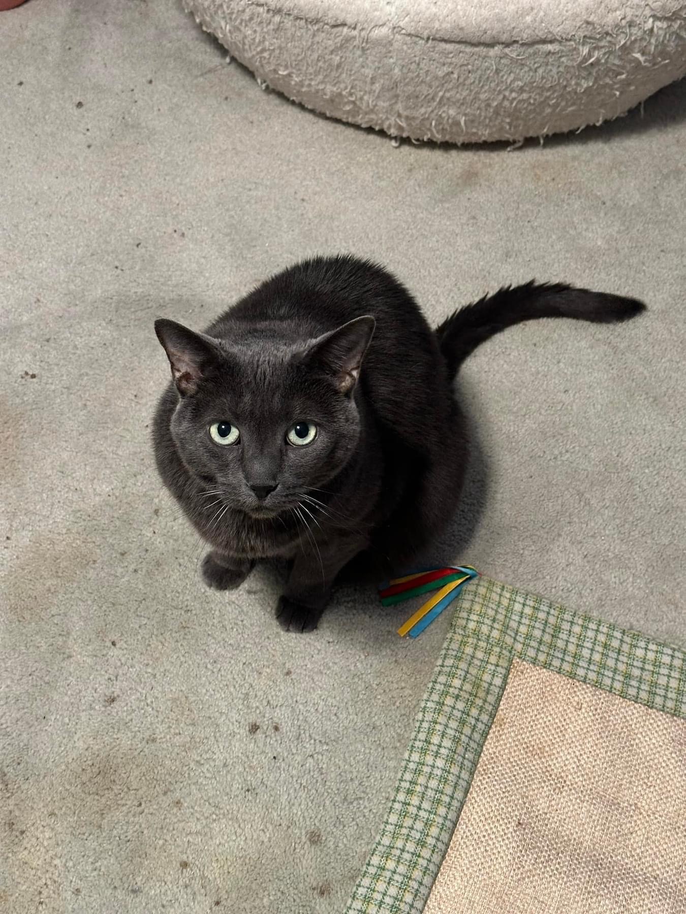 Enlarge Abby - Fee Sponsored, a Adoptable Domestic Short Hair in Leesburg, VA image 5/5