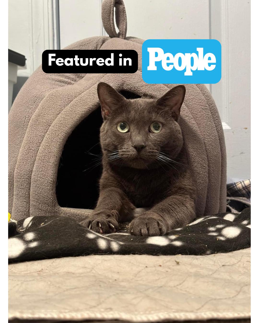 Abby - Fee Sponsored, Adoptable, Adult Female Domestic Short Hair.