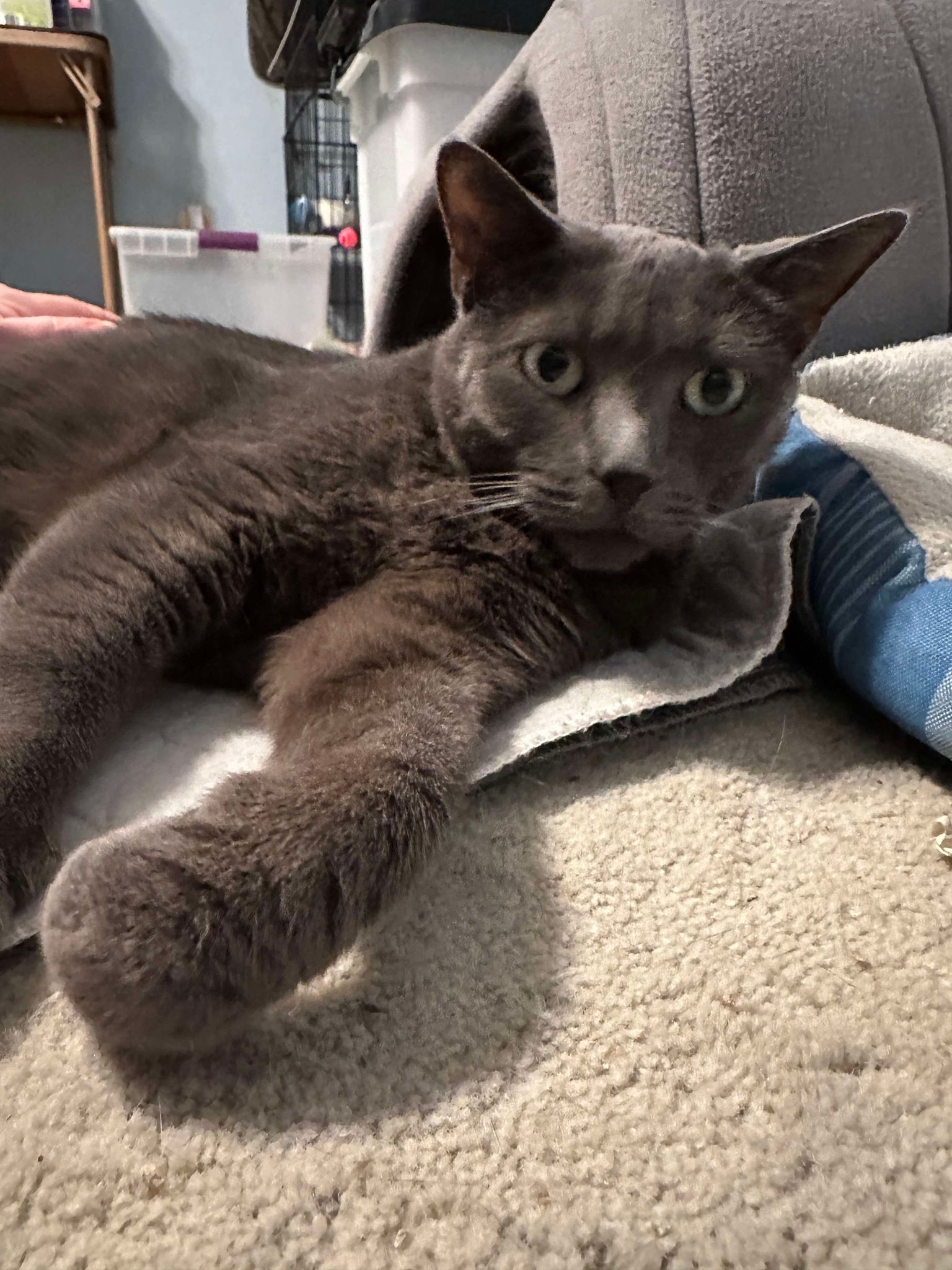 Enlarge Abby - Fee Sponsored, a Adoptable Domestic Short Hair in Leesburg, VA image 3/5