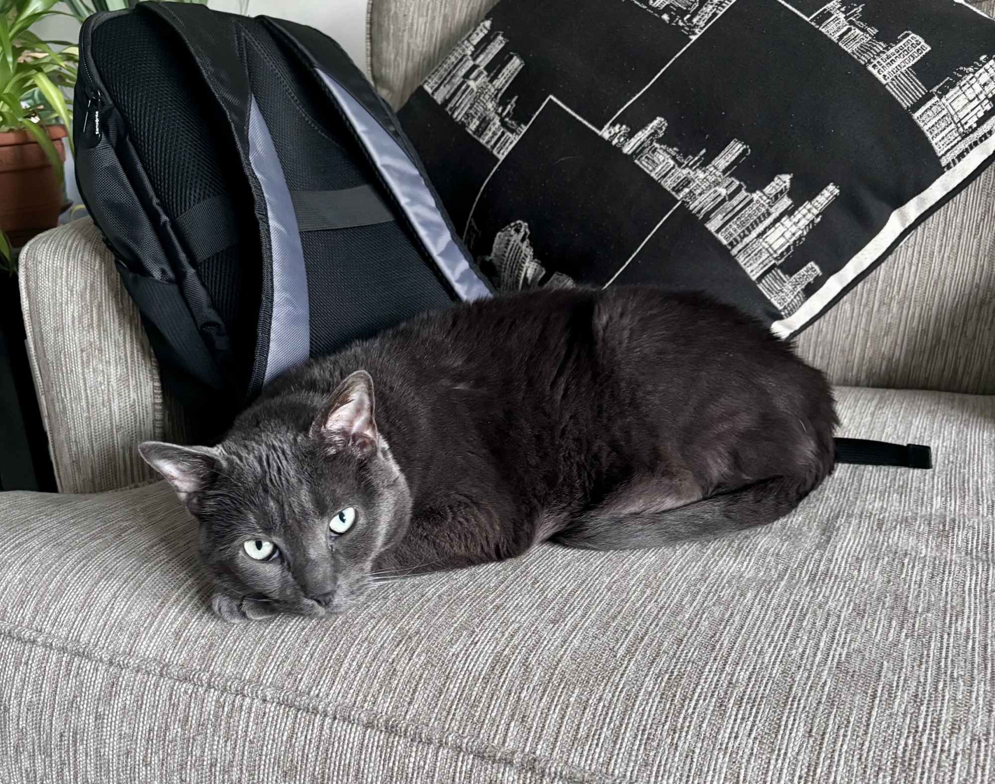 Enlarge Abby - Fee Sponsored, a Adoptable Domestic Short Hair in Leesburg, VA image 2/5