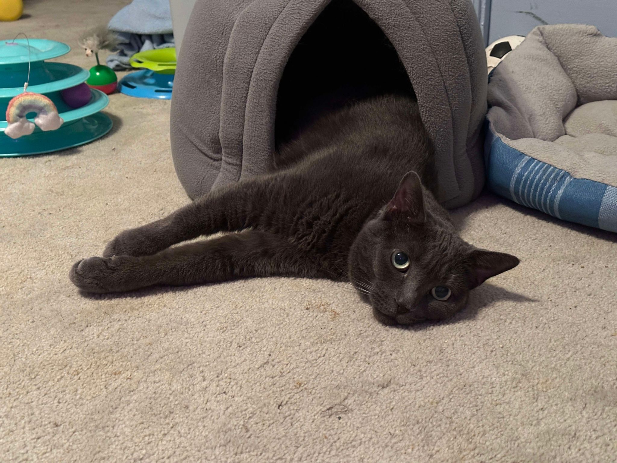 Enlarge Abby - Fee Sponsored, a Adoptable Domestic Short Hair in Leesburg, VA image 4/5