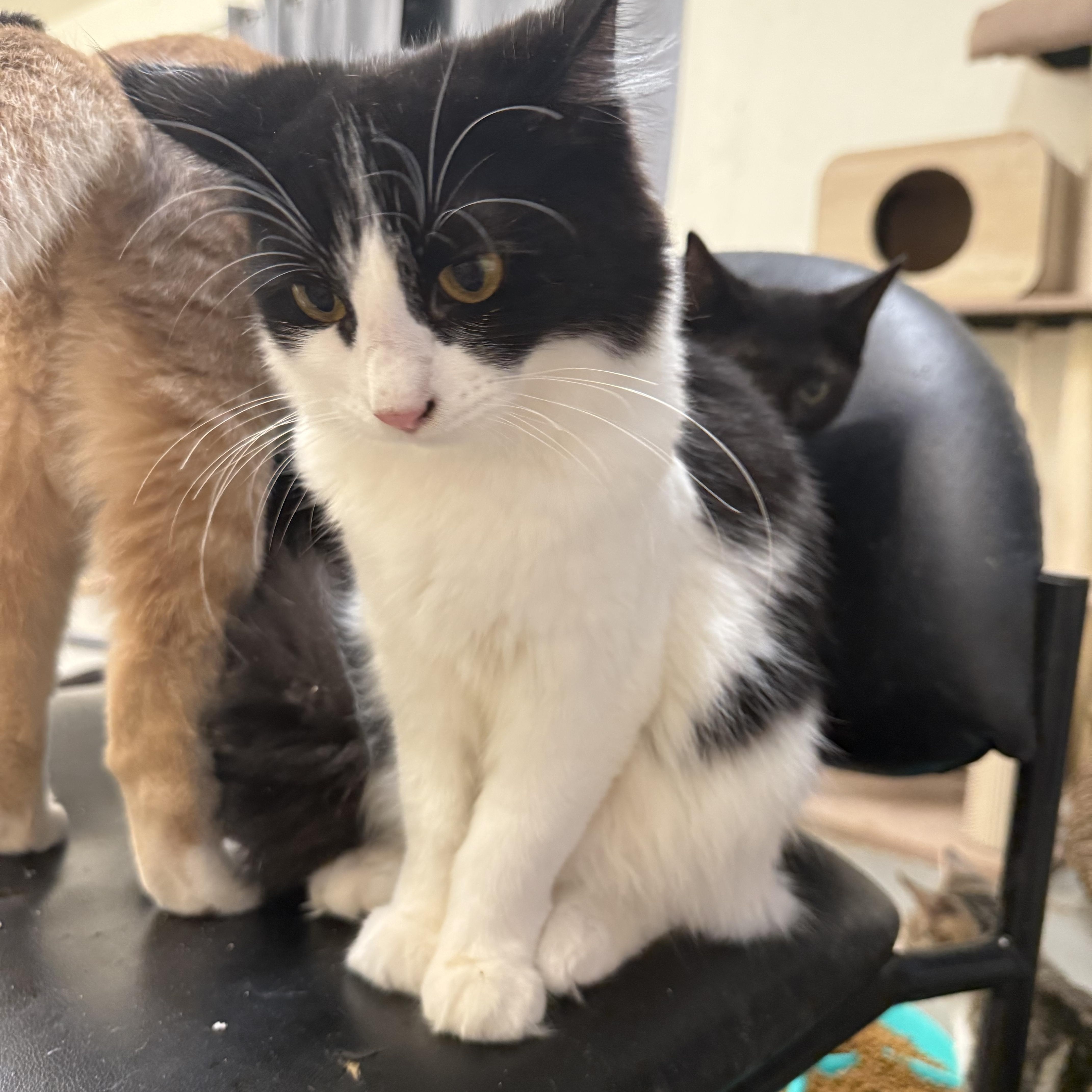 Enlarge Dolce & Gabana, a Adopted Tuxedo in kingman, AZ image 1/4