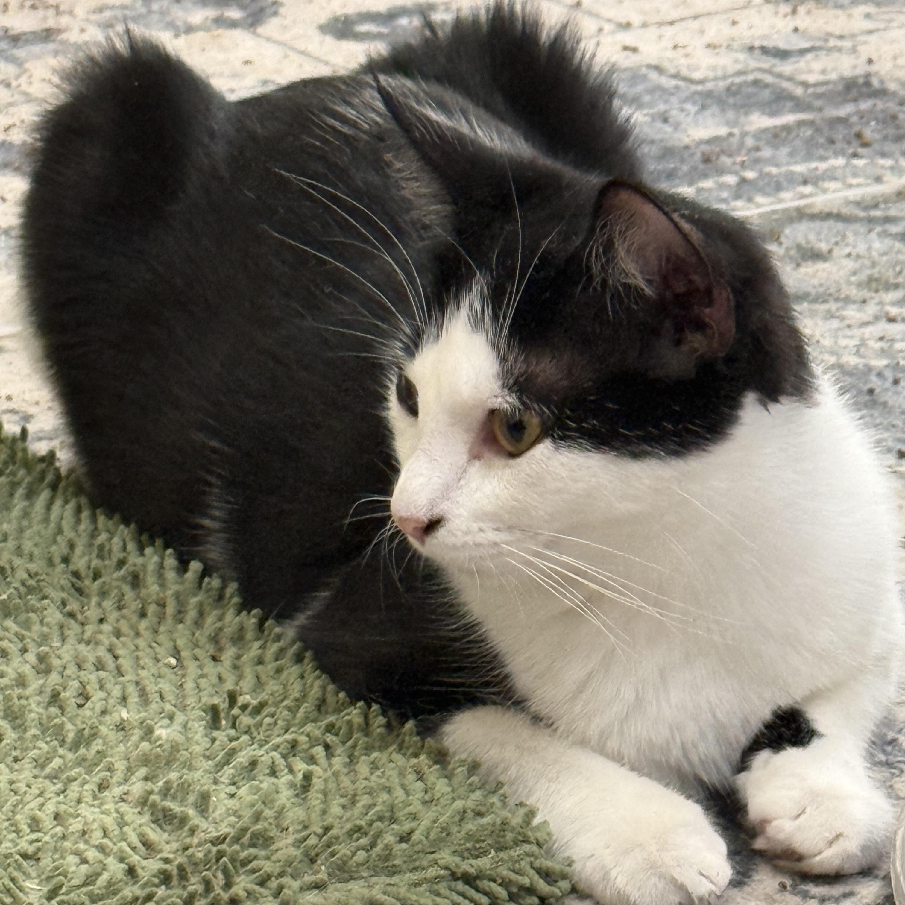 Enlarge Dolce & Gabana, a Adopted Tuxedo in kingman, AZ image 2/4