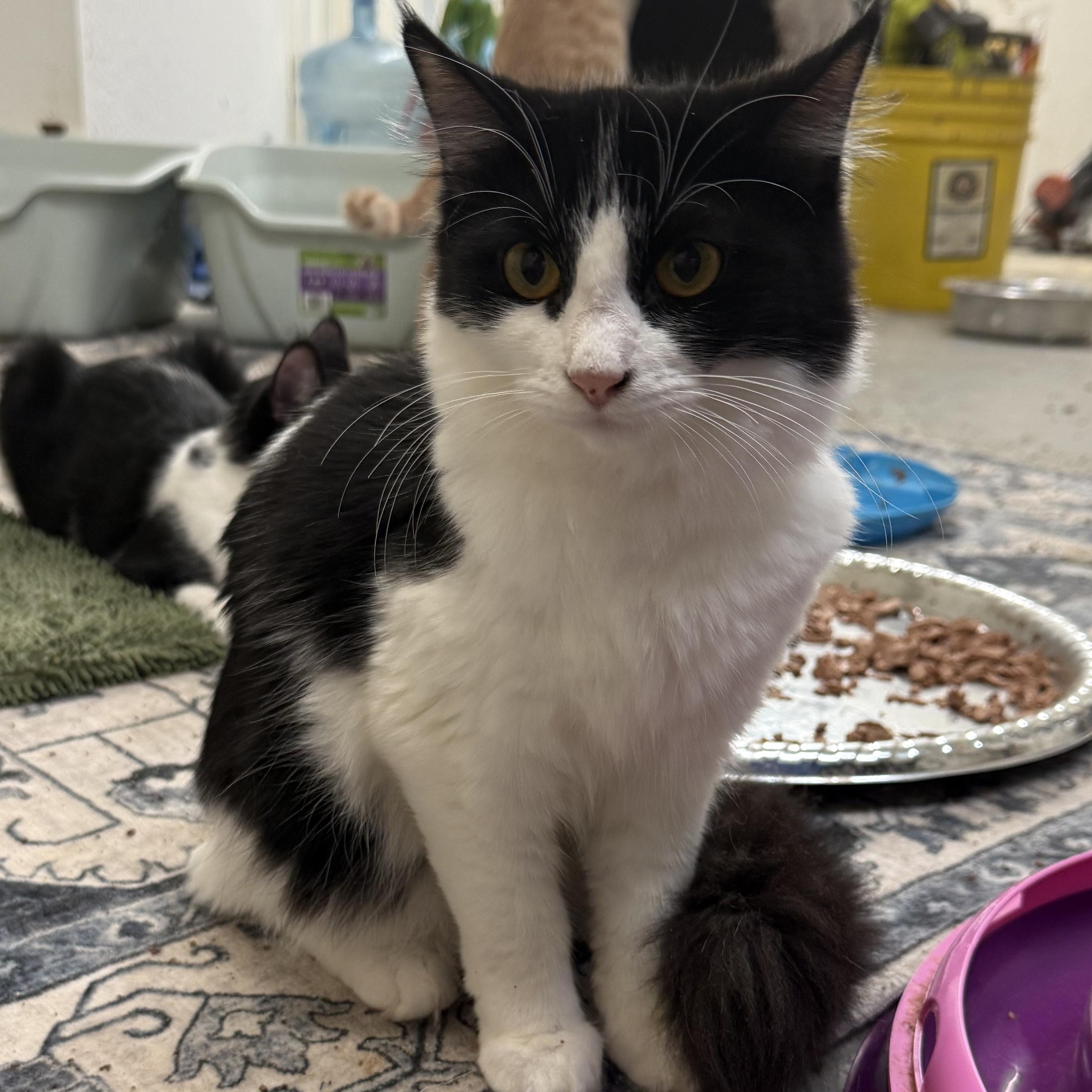 Enlarge Dolce & Gabana, a Adopted Tuxedo in kingman, AZ image 3/4