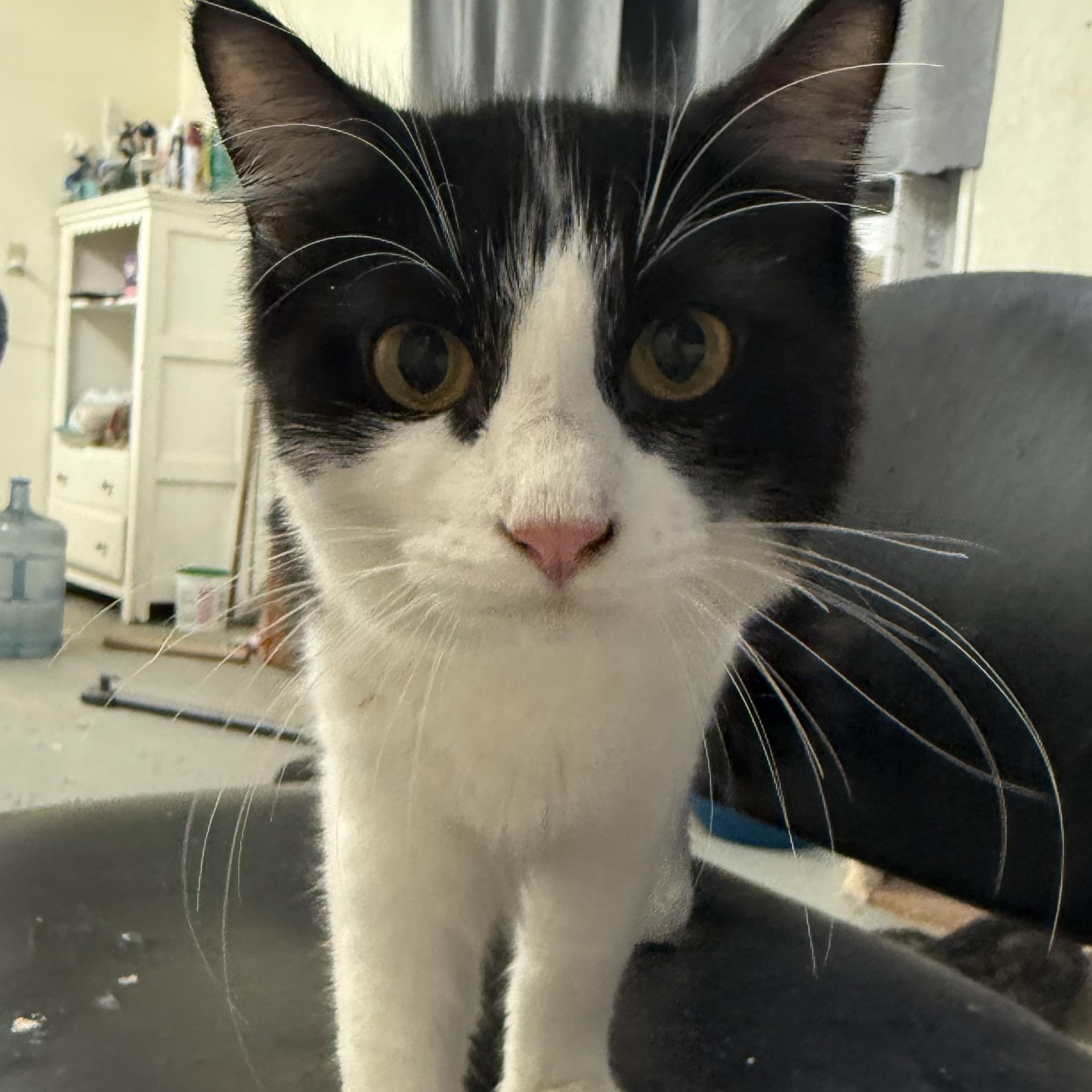 Enlarge Dolce & Gabana, a Adopted Tuxedo in kingman, AZ image 4/4