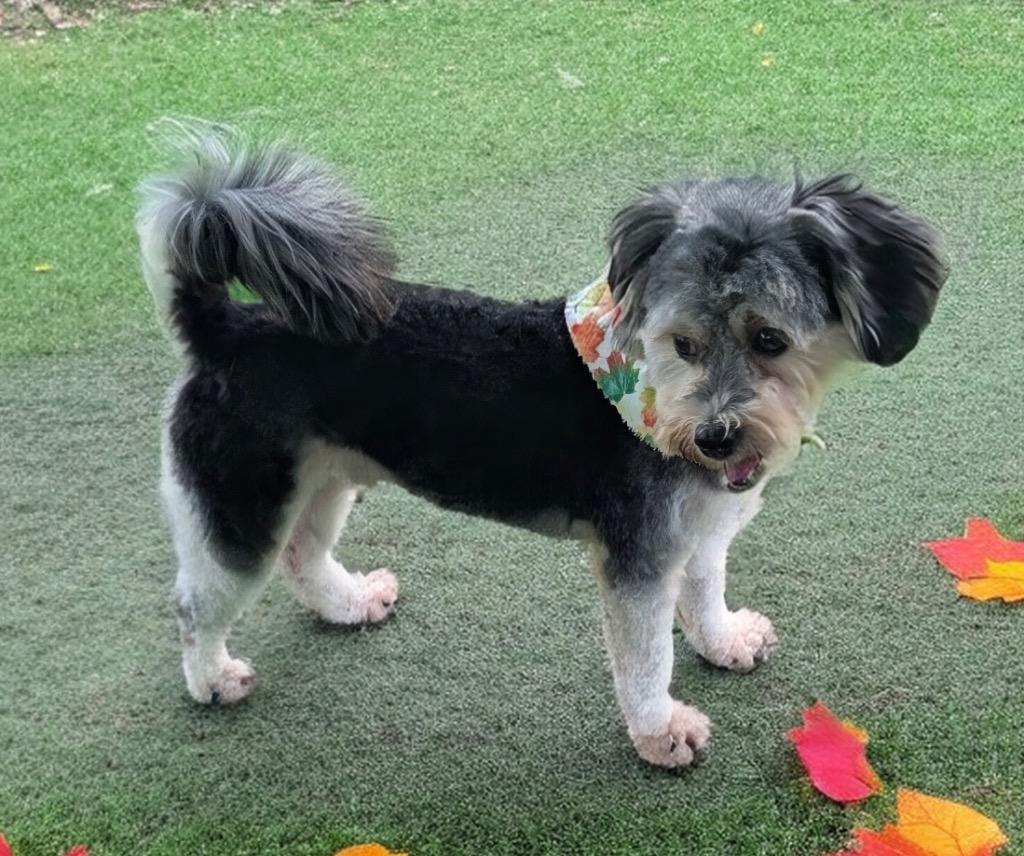 Otto-Adorable 10lb boy, a Adopted Yorkshire Terrier in Fort Myers, FL image 1/2