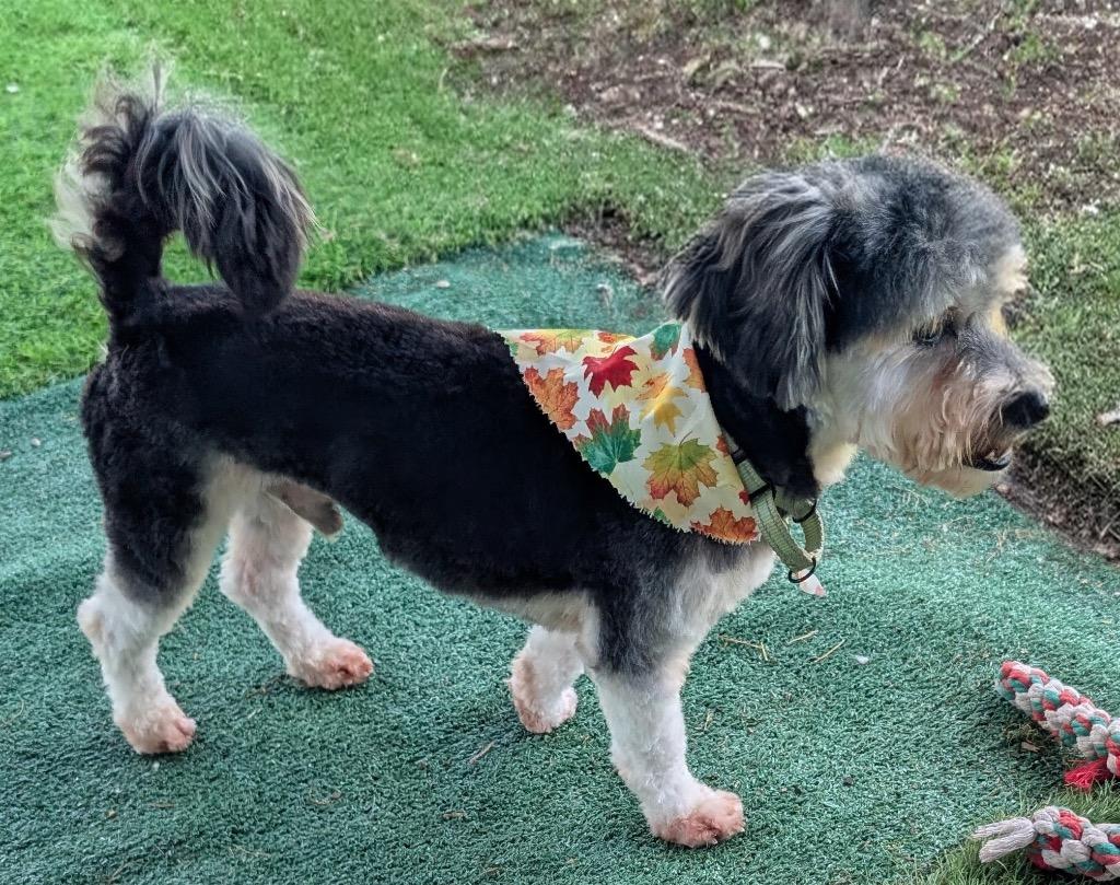 Otto-Adorable 10lb boy, a Adopted Yorkshire Terrier in Fort Myers, FL image 2/2