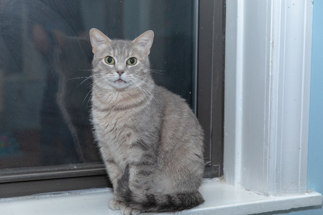 Enlarge Mama Kate, a Adoptable Domestic Short Hair in Chicago, IL image 1/4