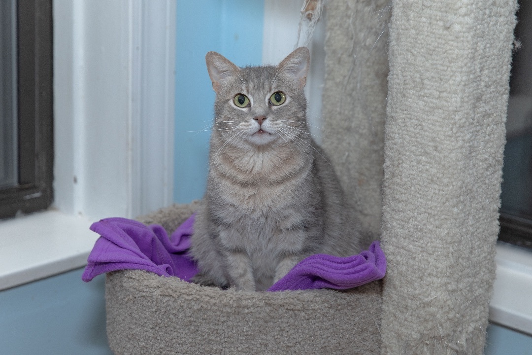 Enlarge Mama Kate, a Adoptable Domestic Short Hair in Chicago, IL image 2/4