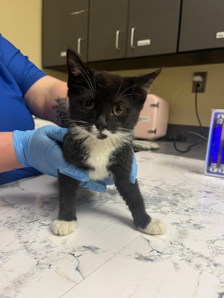 Pogo✅, Adoptable, Kitten Female Domestic Short Hair.