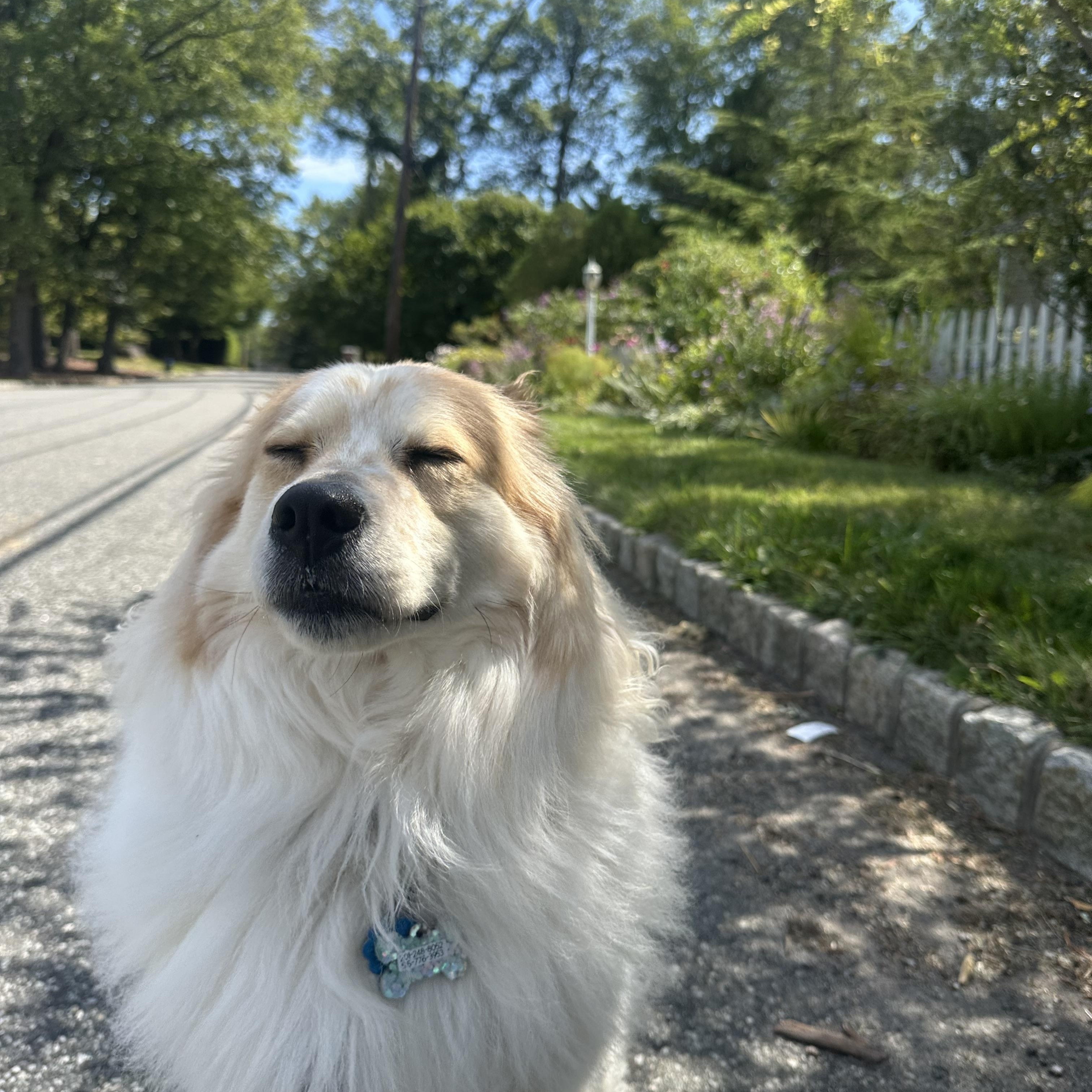 Enlarge Moxie, an adopted mixed breed in Chatham, NJ image 2/6