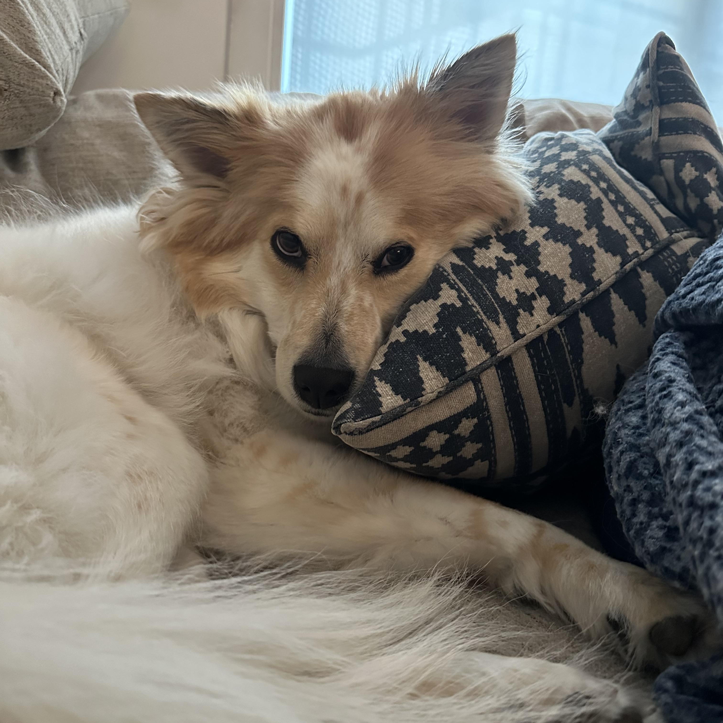 Enlarge Moxie, an adopted mixed breed in Chatham, NJ image 4/6