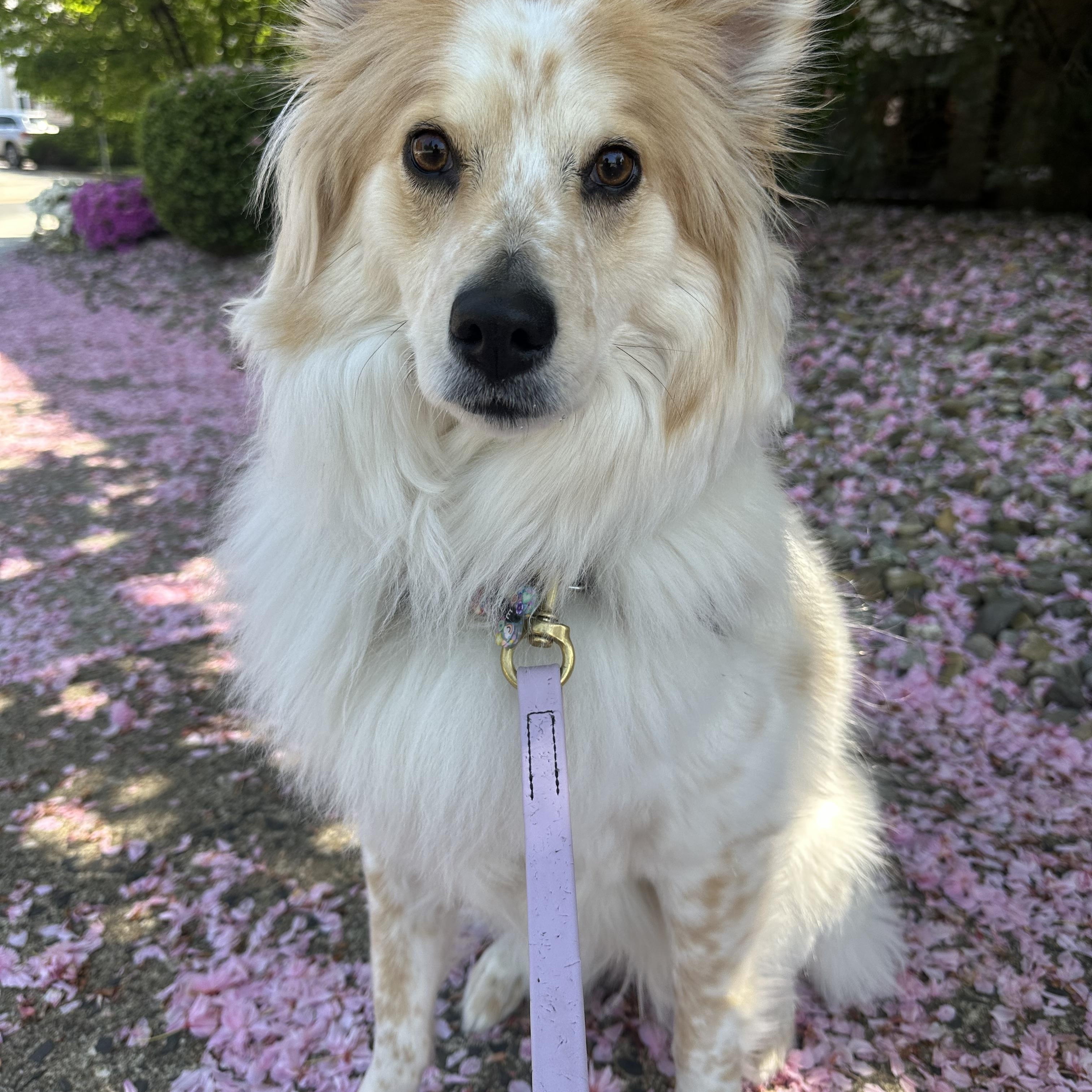 Enlarge Moxie, an adopted mixed breed in Chatham, NJ image 5/6