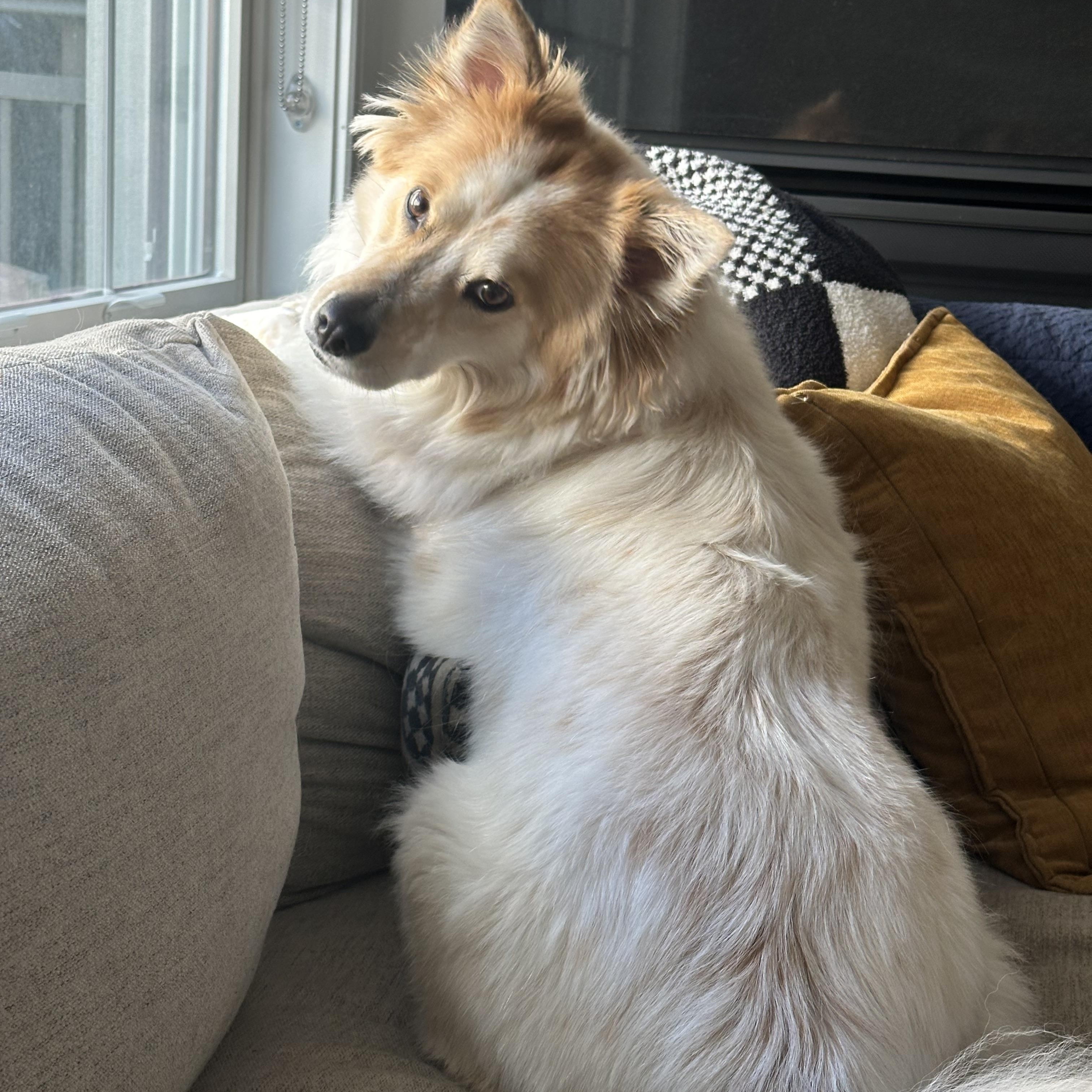 Enlarge Moxie, an adopted mixed breed in Chatham, NJ image 3/6