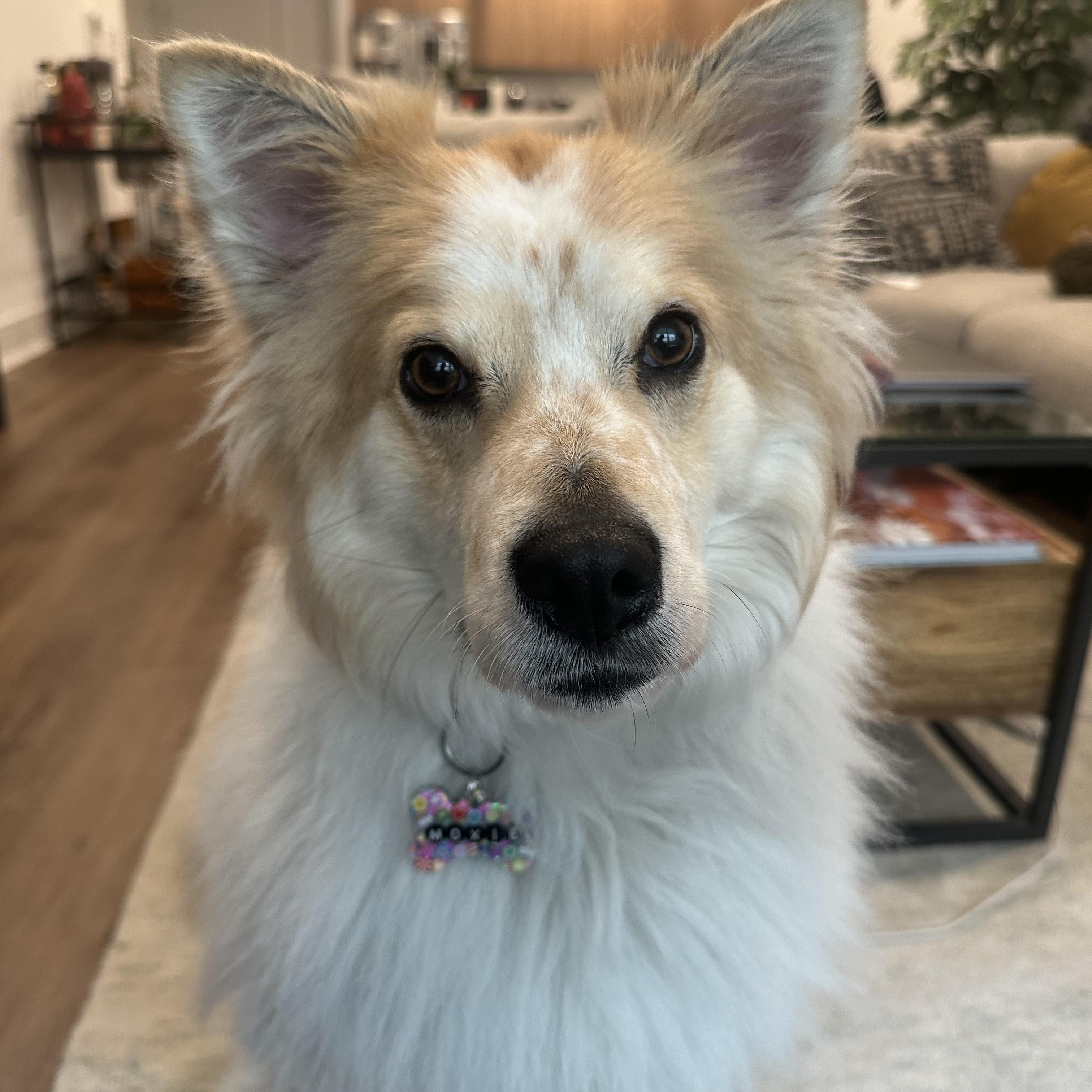 Moxie, adopted, Adult Female Chow Chow & Retriever.