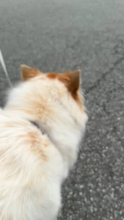 Enlarge Moxie, an adopted mixed breed in Chatham, NJ video 6/6