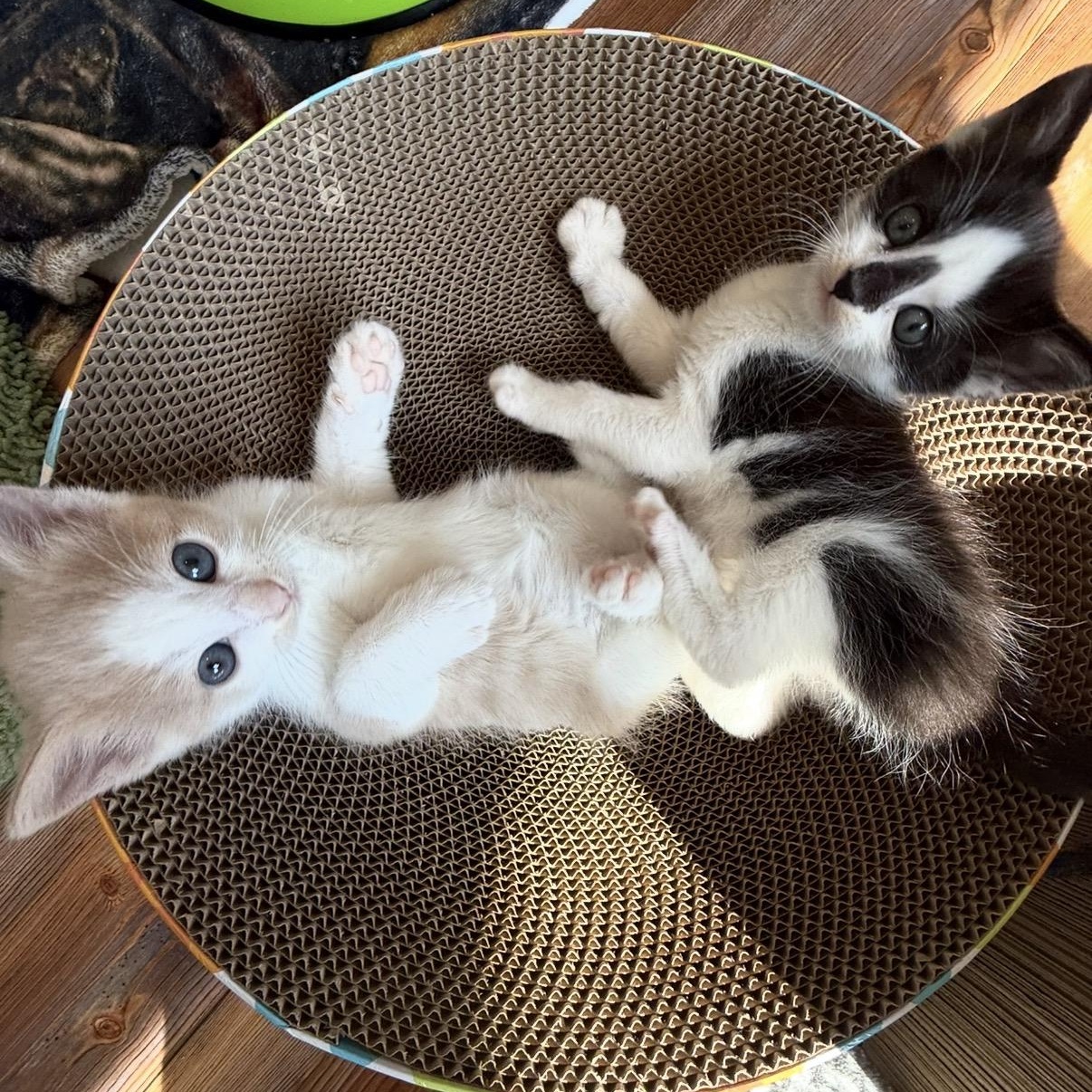 Jiffy Pop & Jolly Time (Popcorn kittens), ADOPTABLE, Kitten Male Domestic Short Hair.