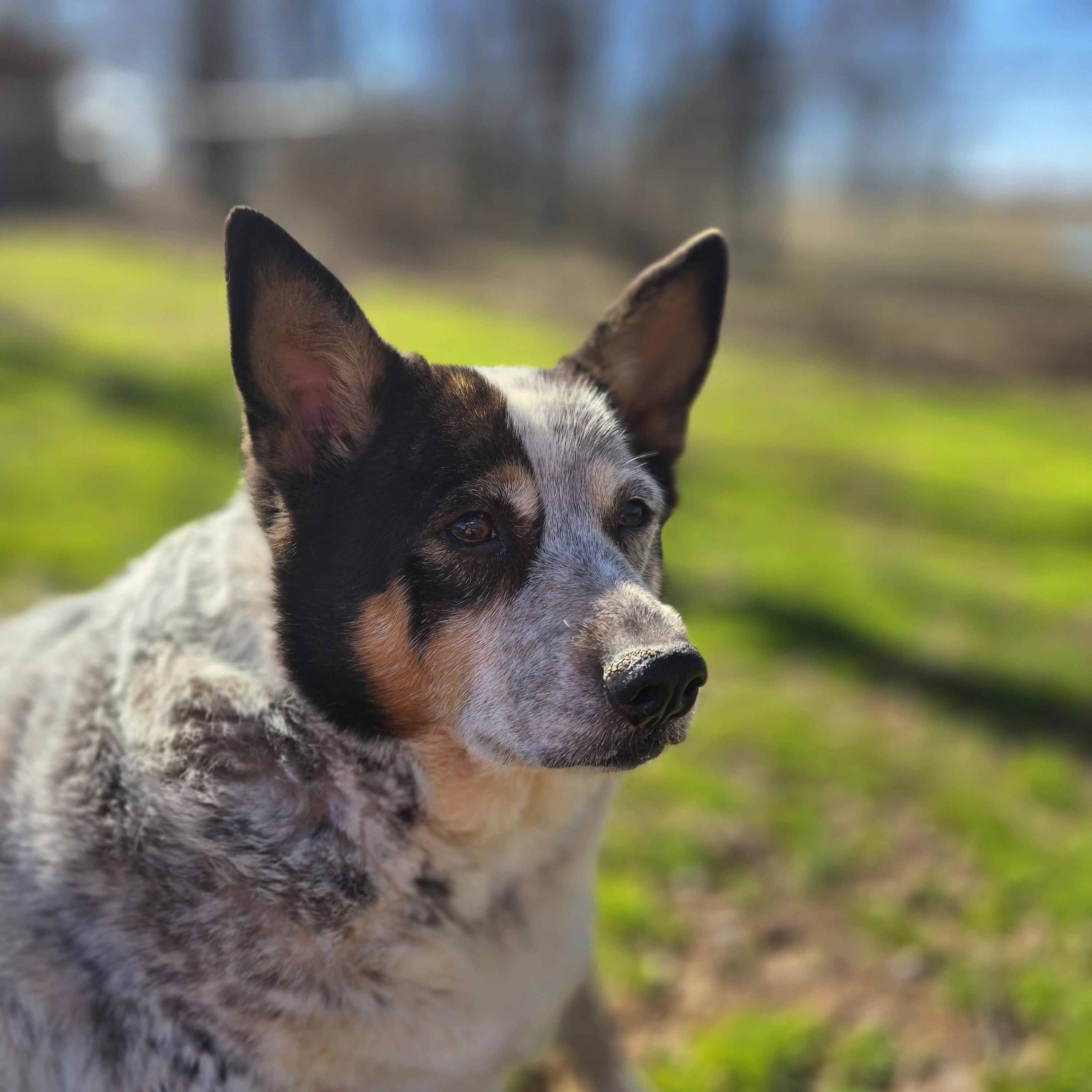 Enlarge Cookie, a Adoptable Australian Cattle Dog / Blue Heeler in Athens, AL image 6/6