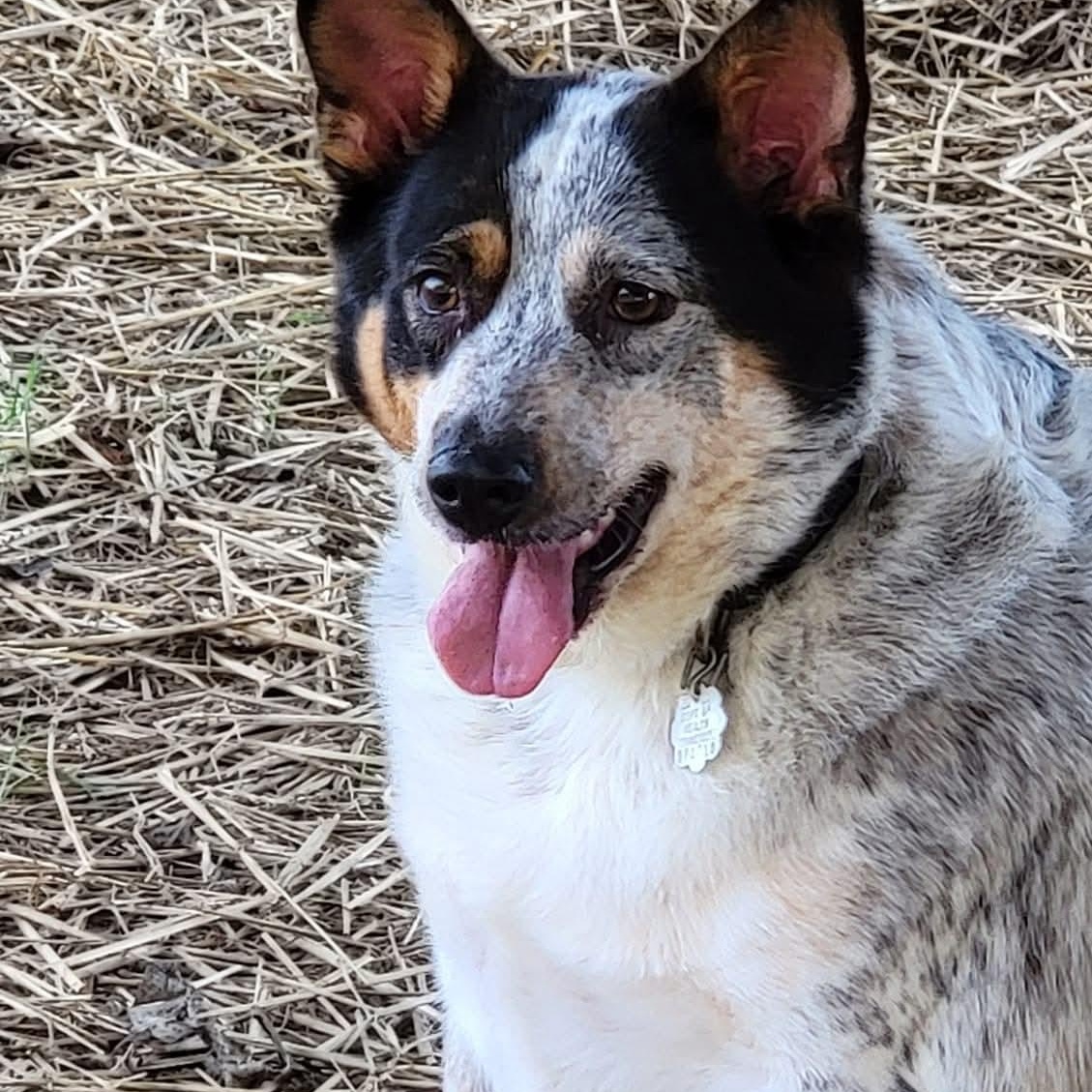 Enlarge Cookie, a Adoptable Australian Cattle Dog / Blue Heeler in Athens, AL image 3/6