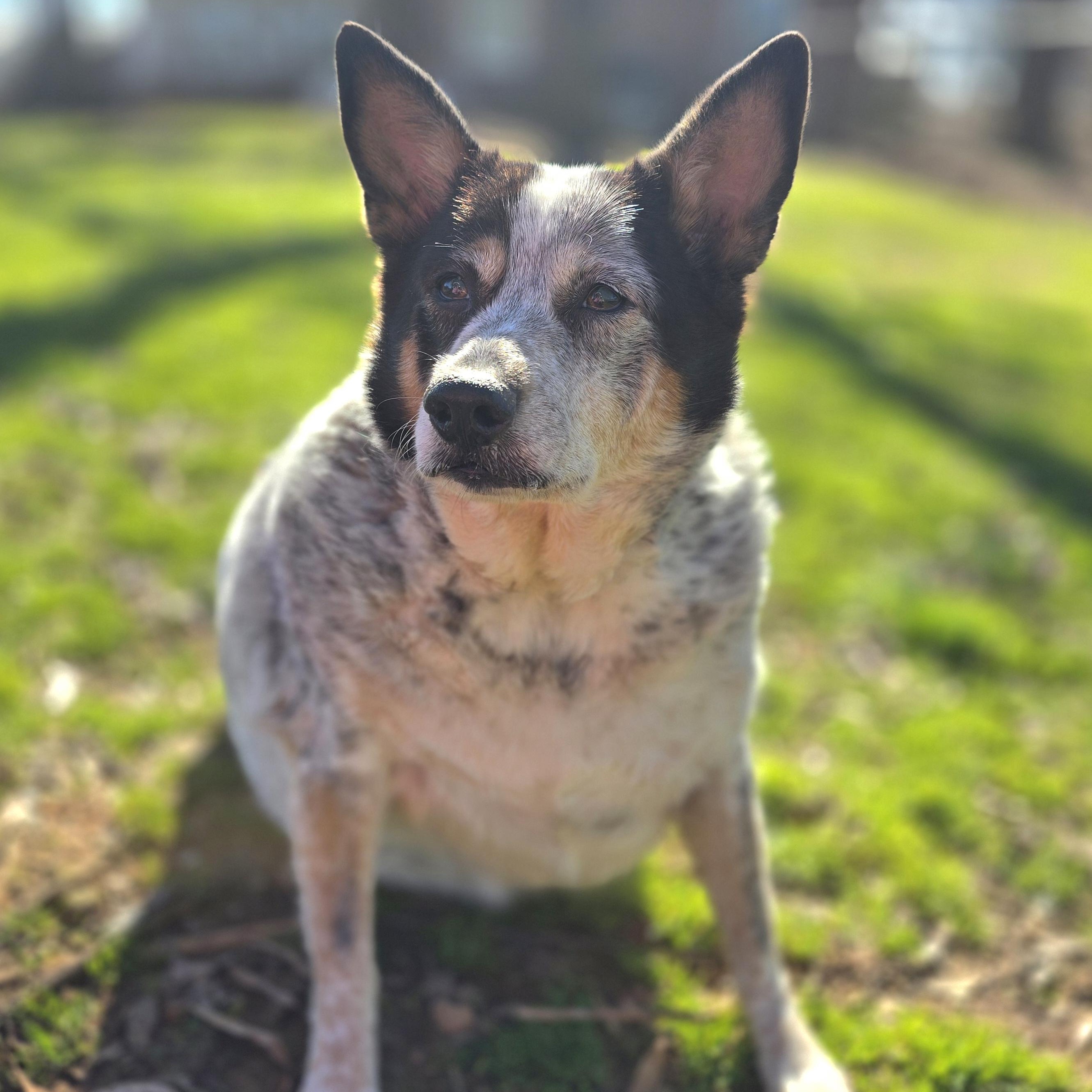Enlarge Cookie, a Adoptable Australian Cattle Dog / Blue Heeler in Athens, AL image 5/6