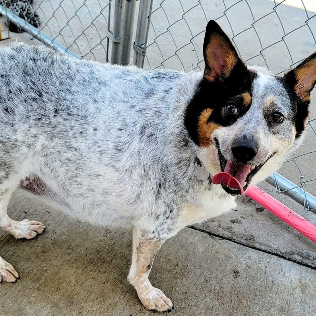 Enlarge Cookie, a Adoptable Australian Cattle Dog / Blue Heeler in Athens, AL image 2/6