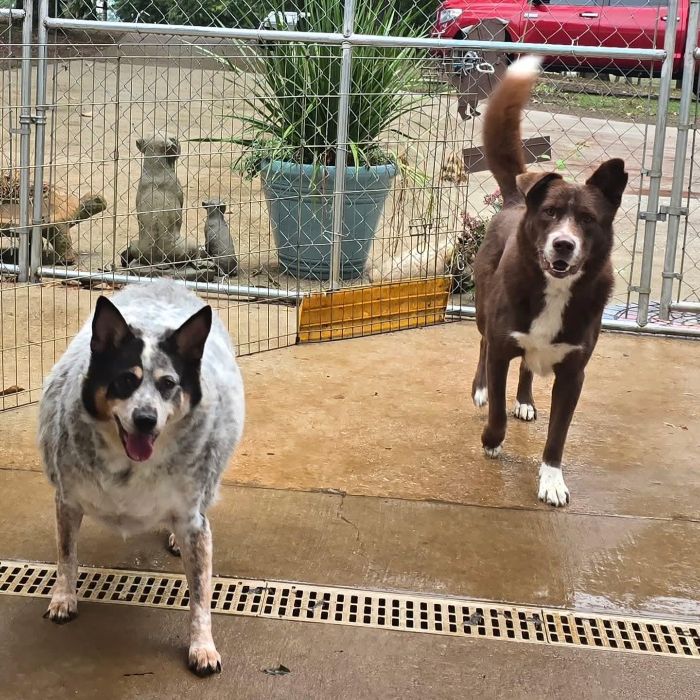 Enlarge Cookie, a Adoptable Australian Cattle Dog / Blue Heeler in Athens, AL image 4/6