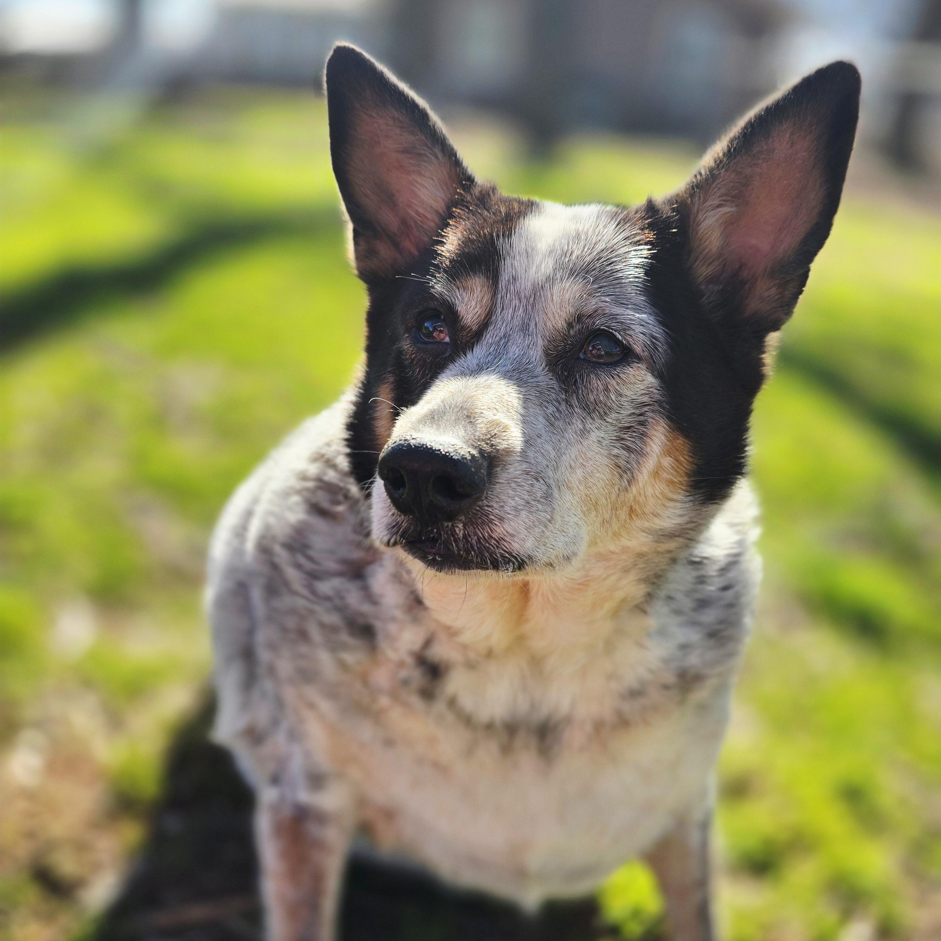 Cookie, Adoptable, Adult Female Australian Cattle Dog / Blue Heeler.