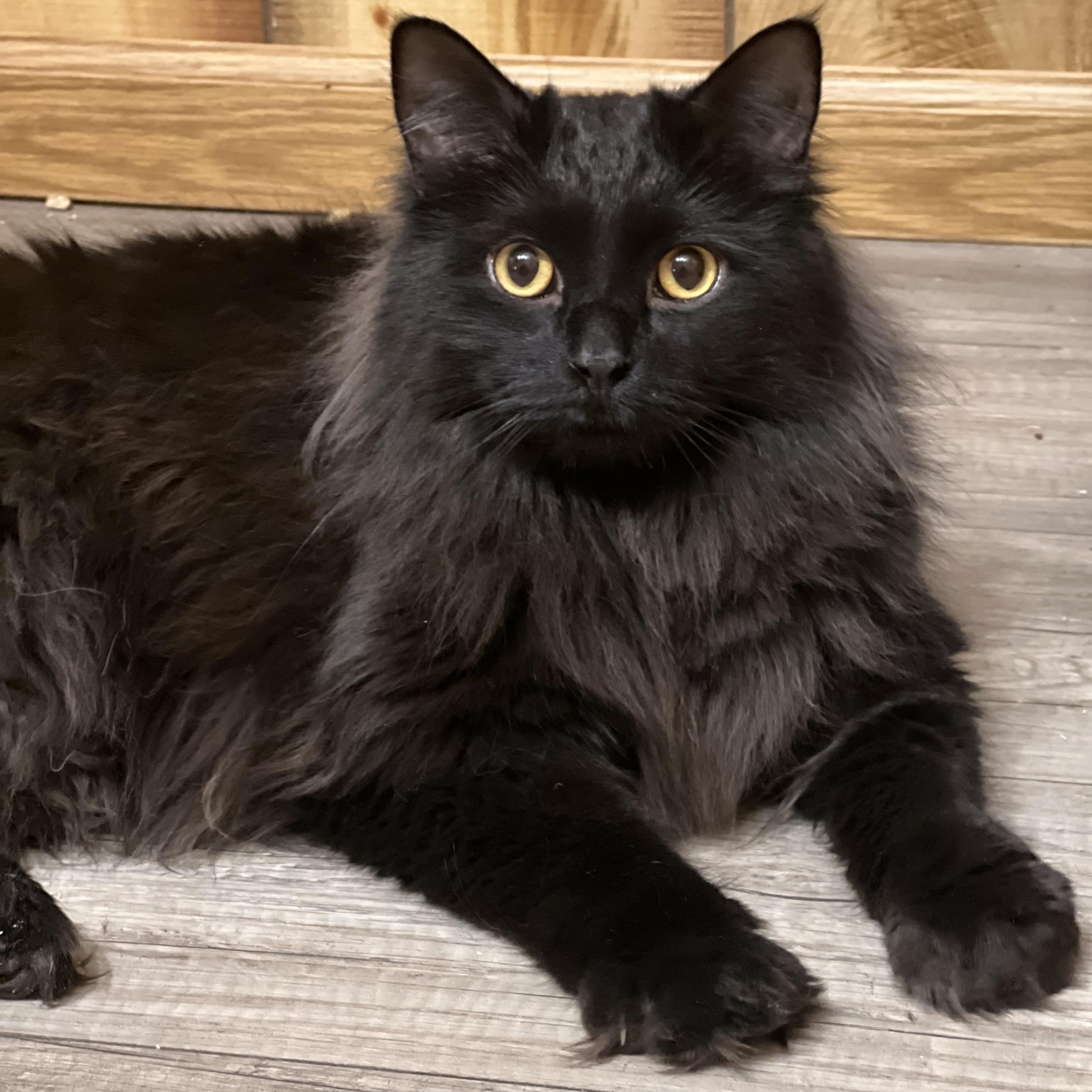 Fester, an adopted Domestic Long Hair in Canal Fulton, OH image 1/4