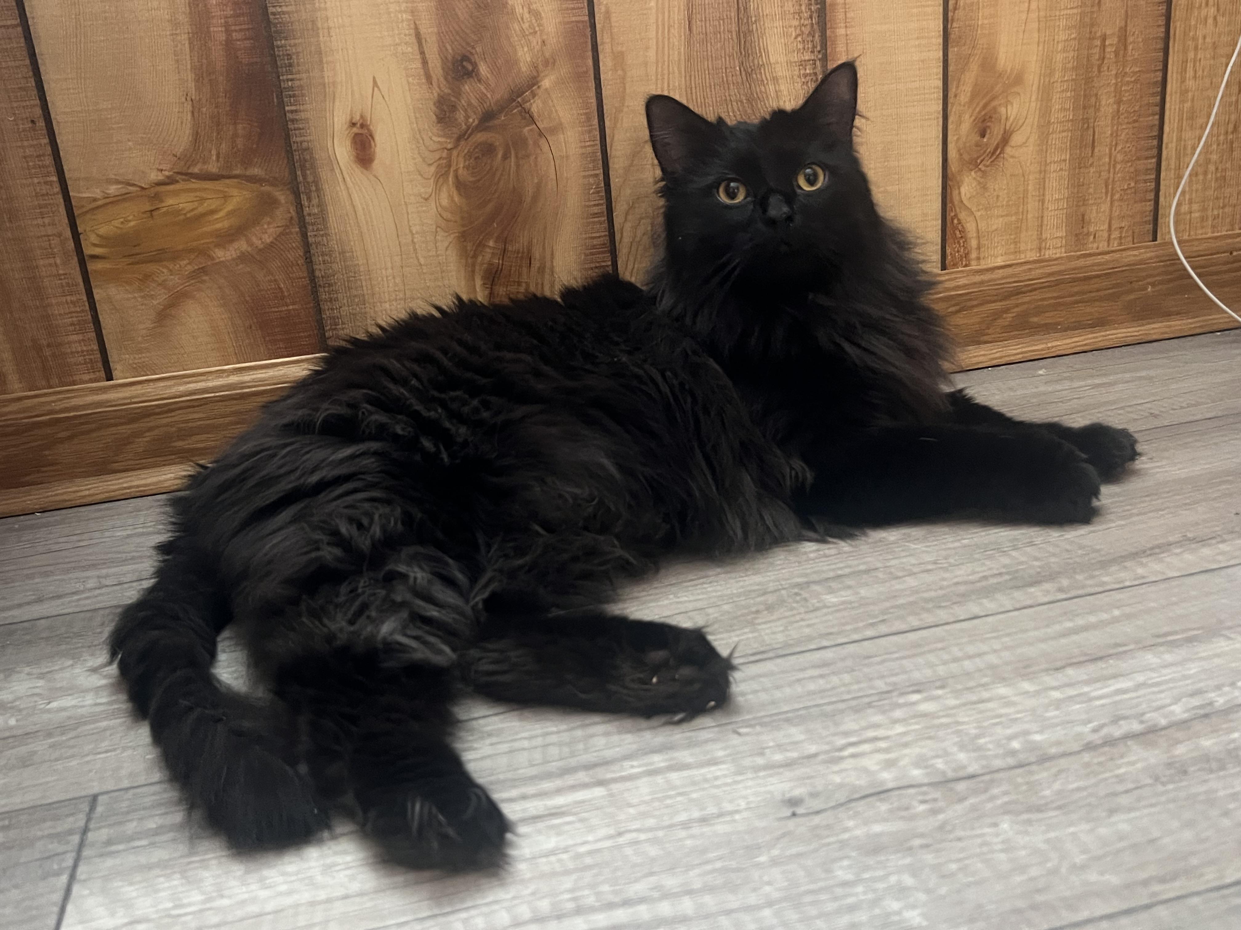 Fester, an adopted Domestic Long Hair in Canal Fulton, OH image 4/4