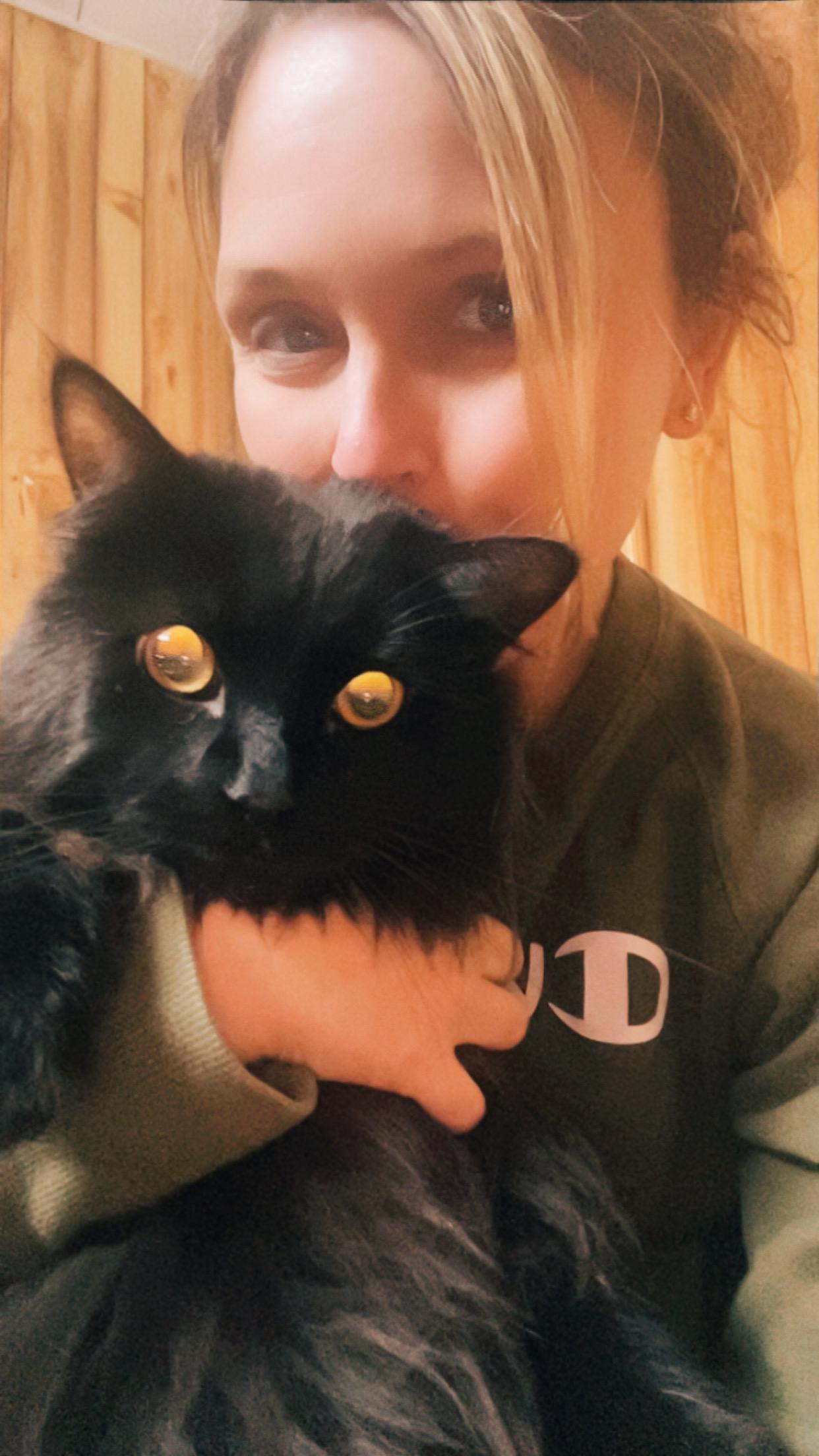 Fester, an adopted Domestic Long Hair in Canal Fulton, OH image 2/4