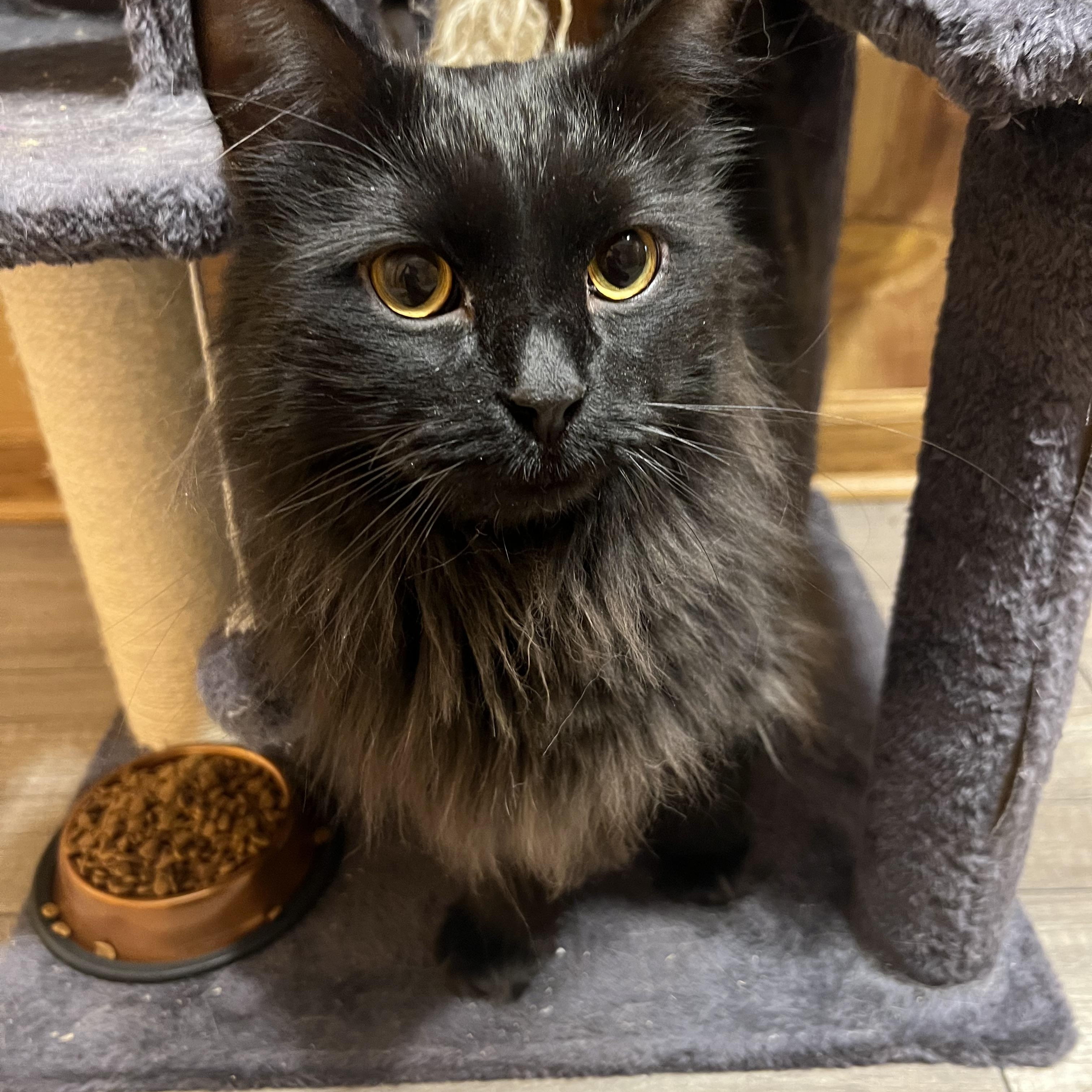 Fester, an adopted Domestic Long Hair in Canal Fulton, OH image 3/4