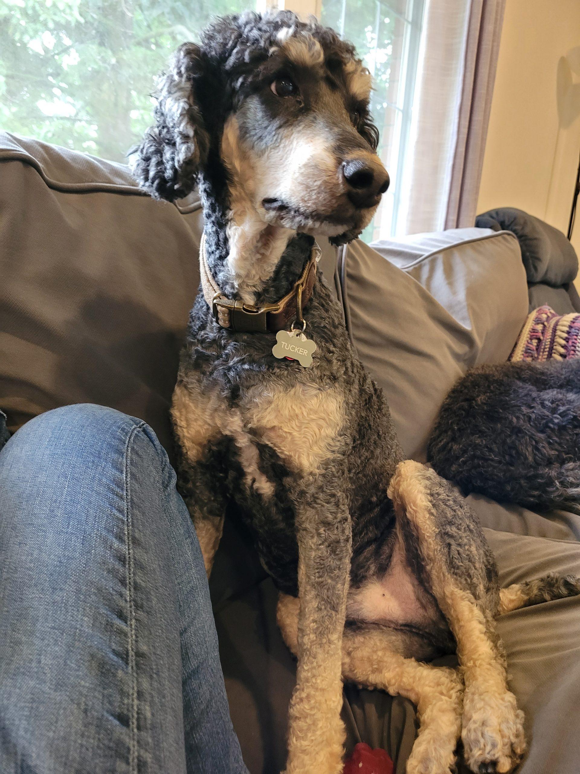 Enlarge Tucker, a ADOPTABLE Standard Poodle in Cambridge, ON image 3/3