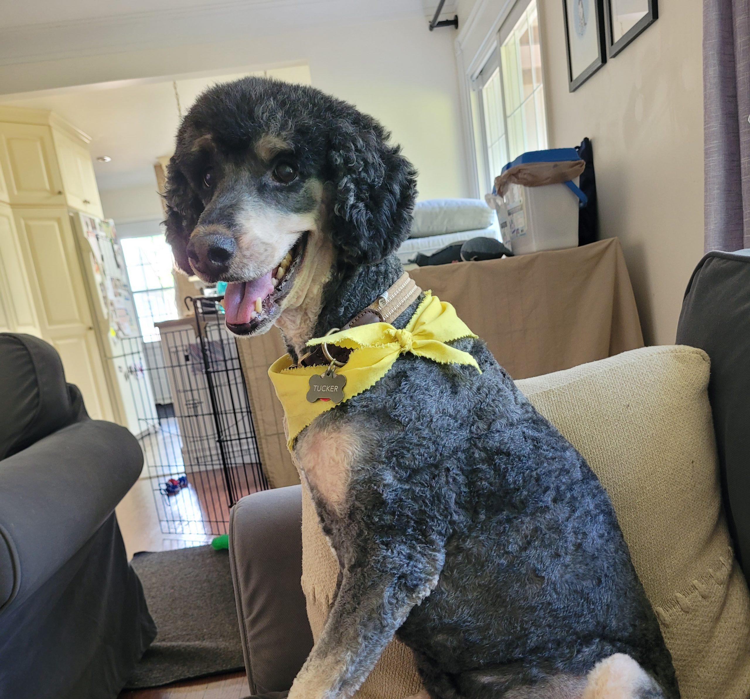 Tucker, ADOPTABLE, Adult Male Standard Poodle.