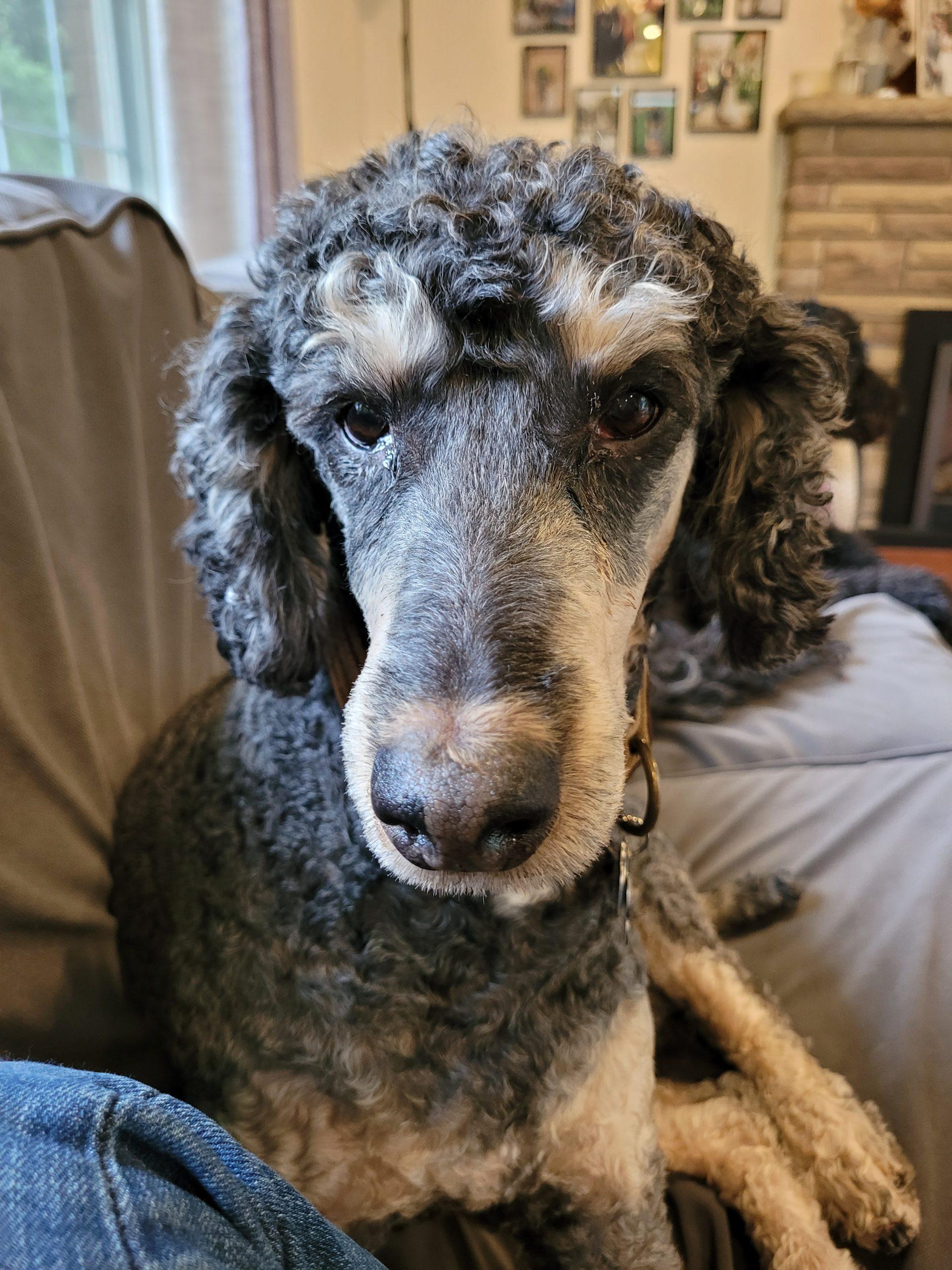 Enlarge Tucker, a ADOPTABLE Standard Poodle in Cambridge, ON image 2/3