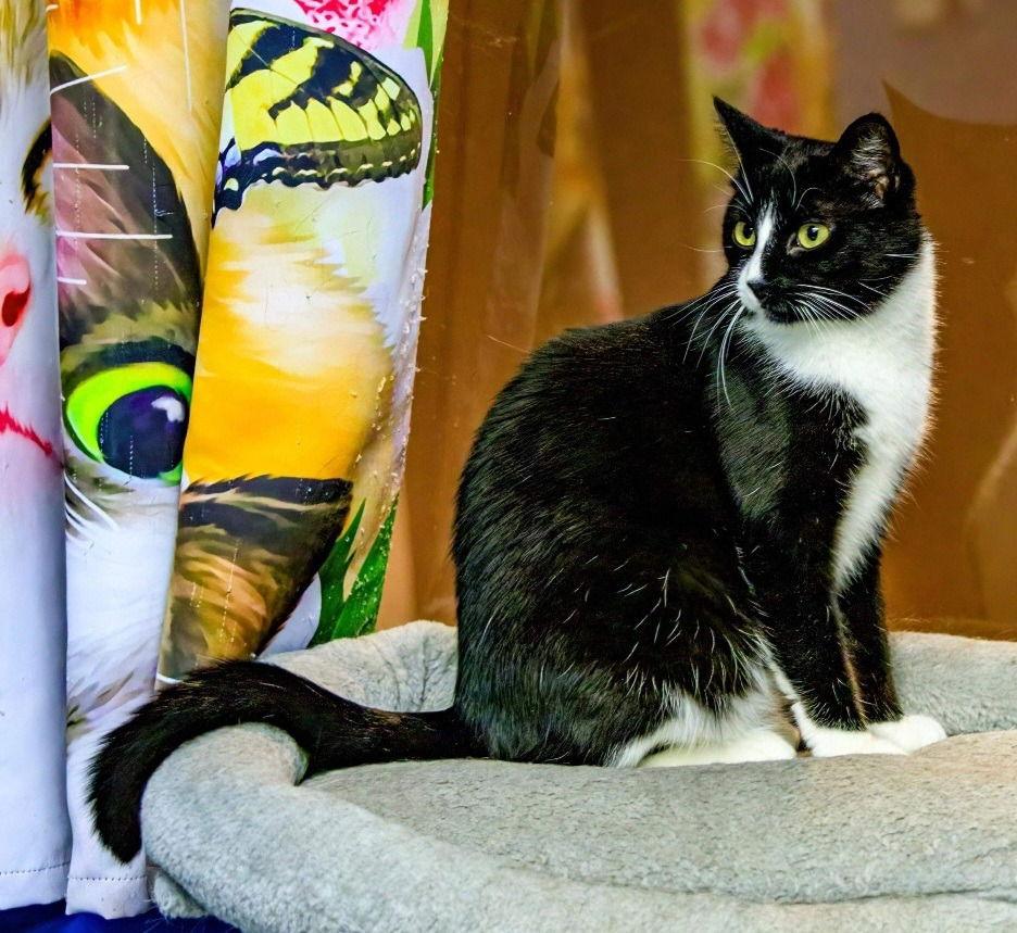 Benjamin Button, Adoptable, Adult Male Domestic Short Hair.