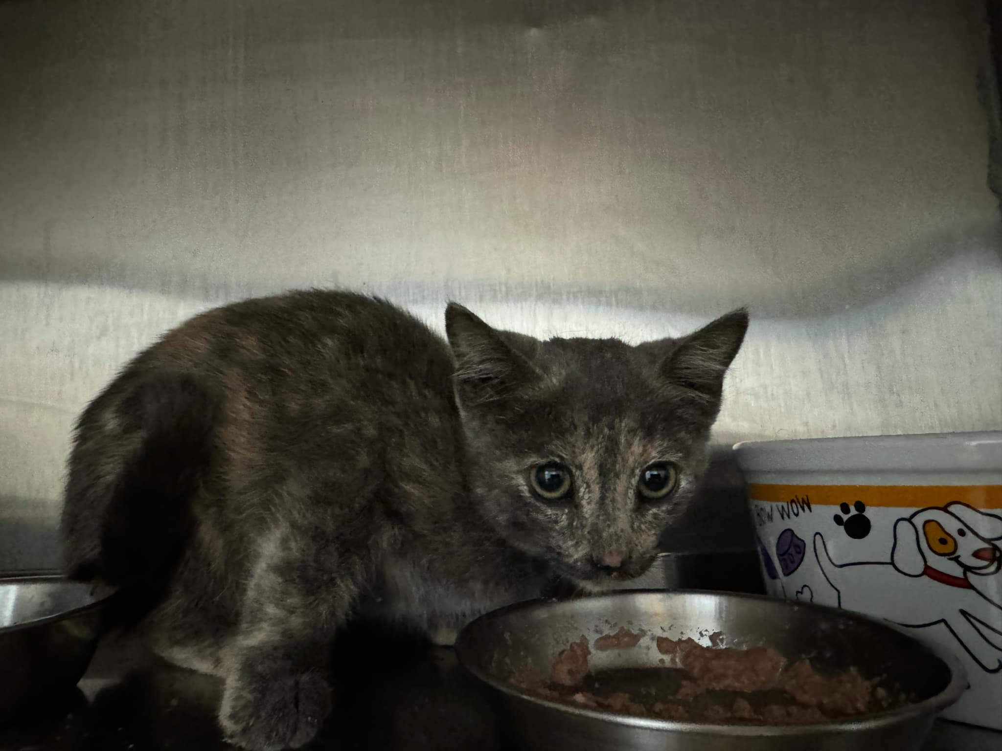 Nobel, an adoptable Domestic Short Hair in Brooks, AB, T1R 1B2 | Photo Image 4