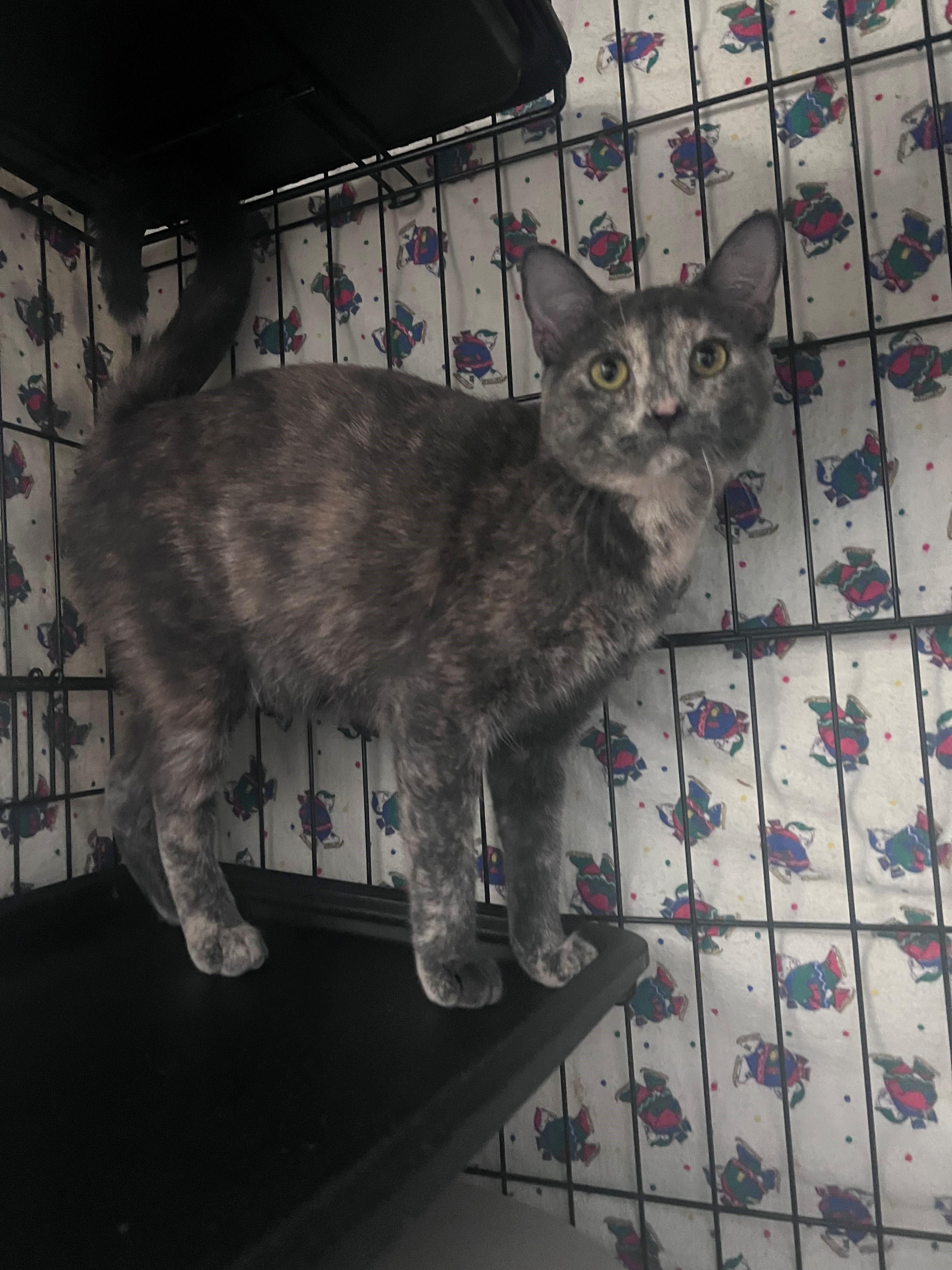 Nobel, an adoptable Domestic Short Hair in Brooks, AB, T1R 1B2 | Photo Image 3