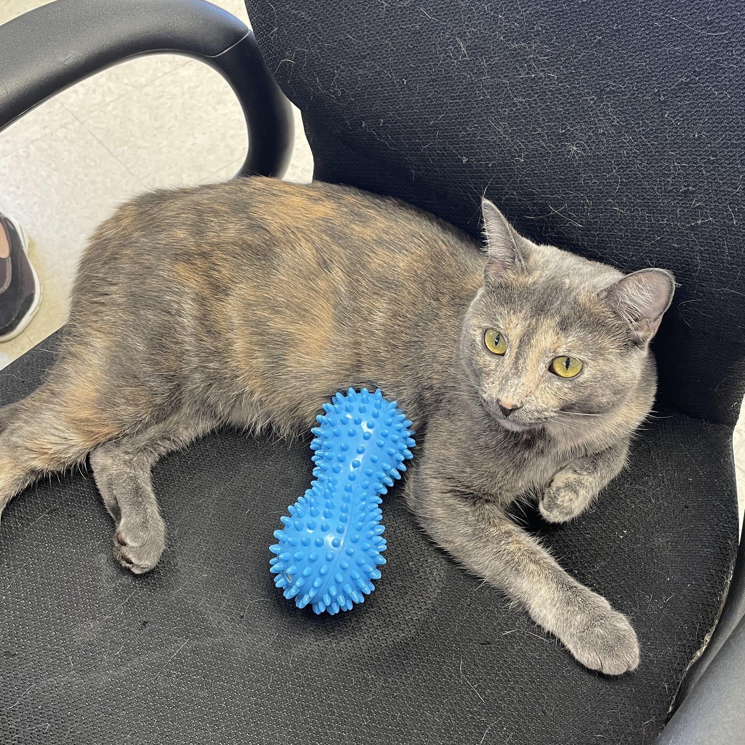 Nobel, an adoptable Domestic Short Hair in Brooks, AB, T1R 1B2 | Photo Image 1