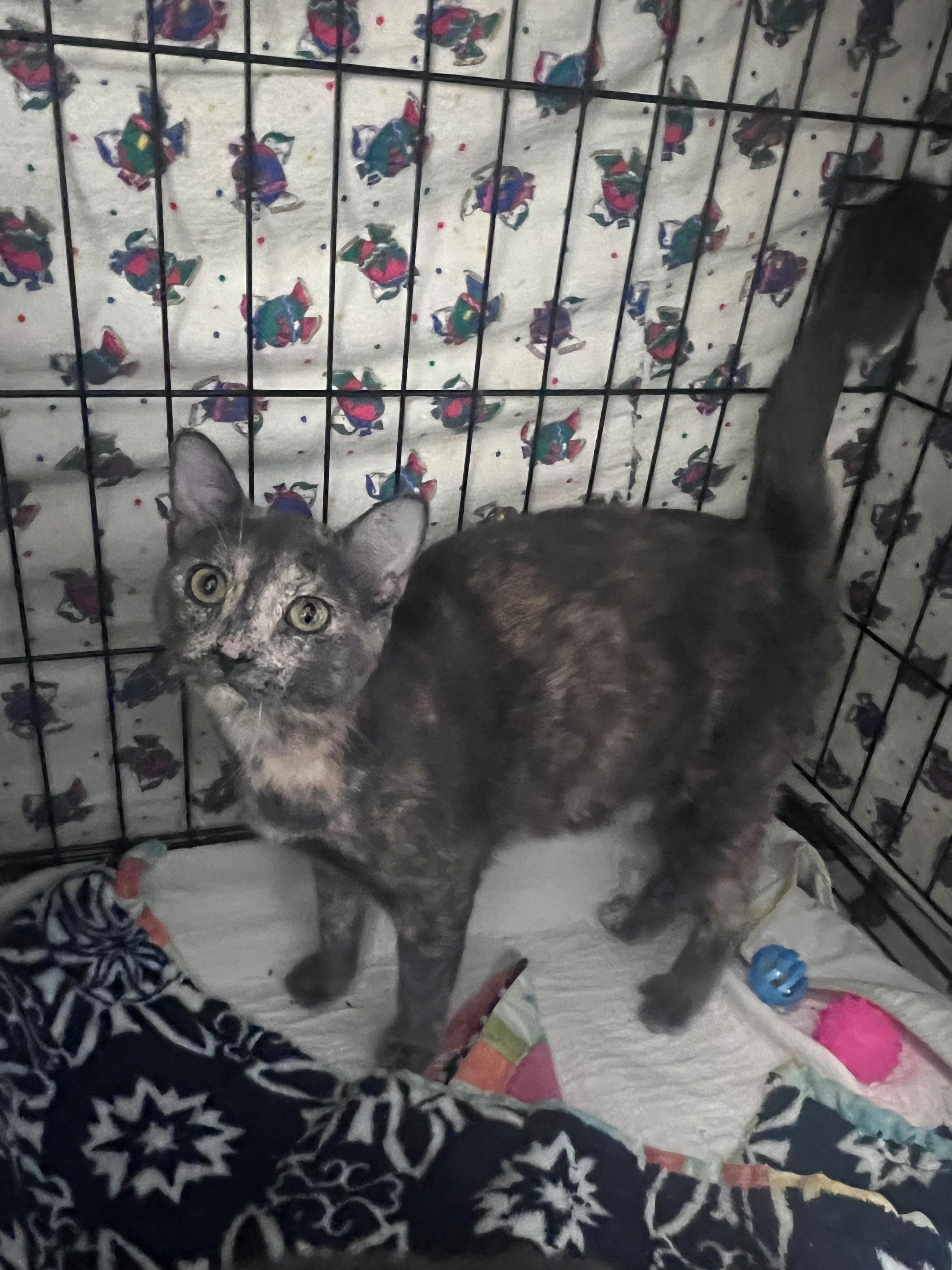 Nobel, an adoptable Domestic Short Hair in Brooks, AB, T1R 1B2 | Photo Image 2