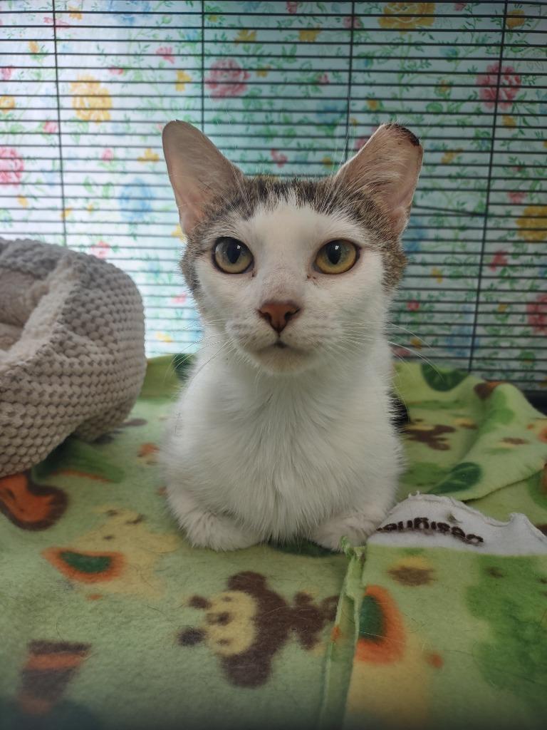 Jisoo (Jee-Soo), Adoptable, Adult Female Domestic Short Hair.