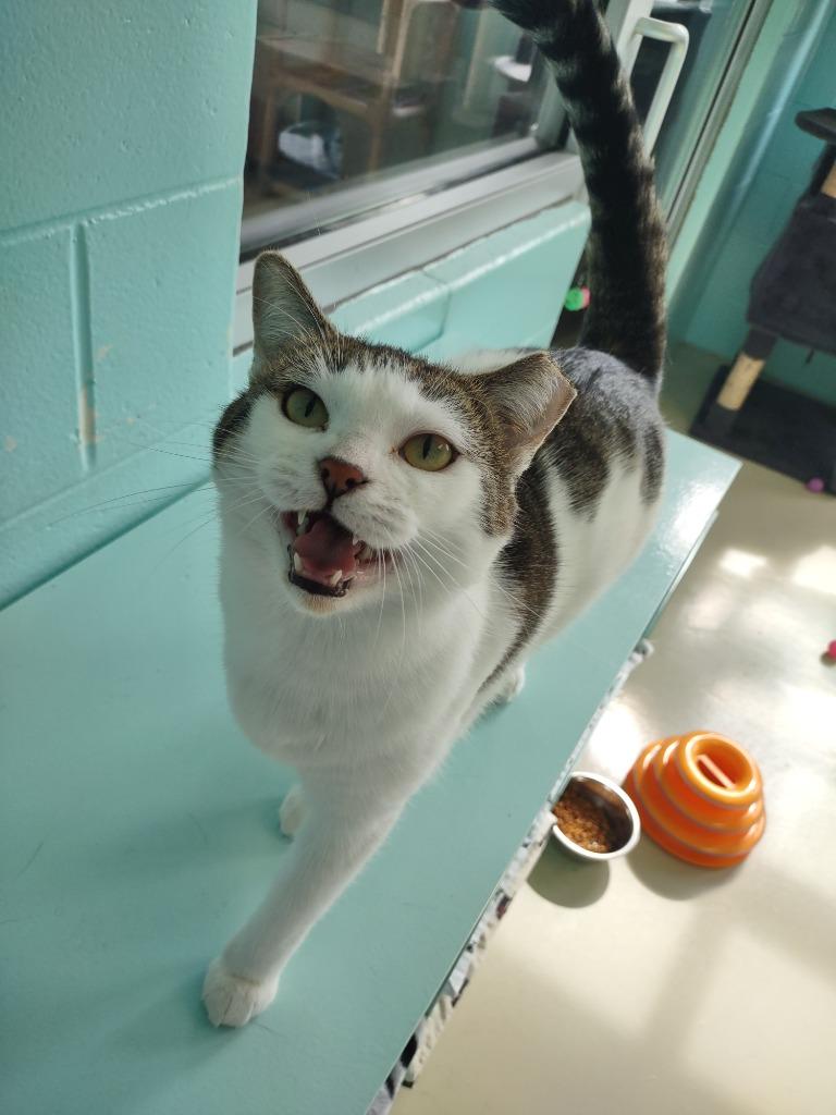 Jisoo (Jee-Soo), a Adoptable mixed breed in Hamilton, OH image 2/4