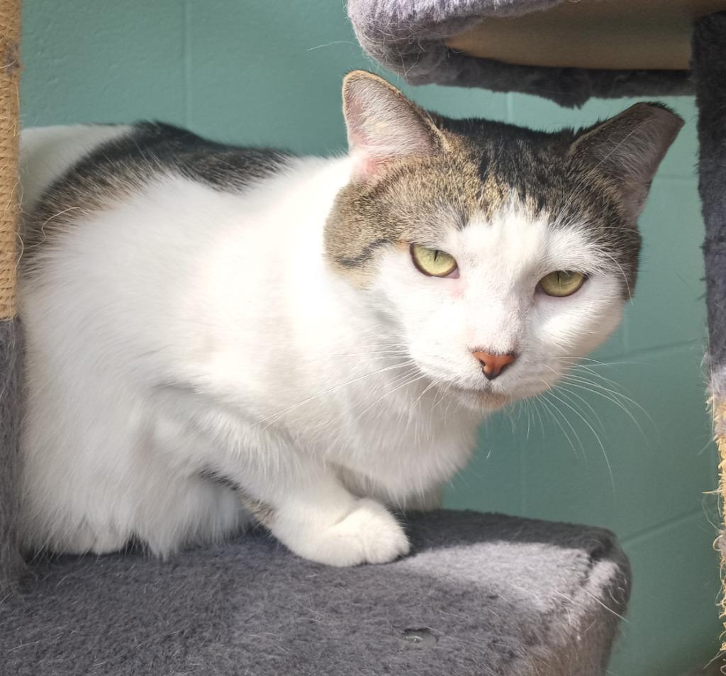 Jisoo (Jee-Soo), a Adoptable mixed breed in Hamilton, OH image 3/4