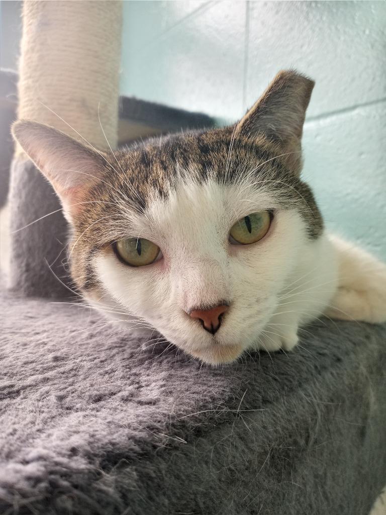 Jisoo (Jee-Soo), a Adoptable mixed breed in Hamilton, OH image 4/4