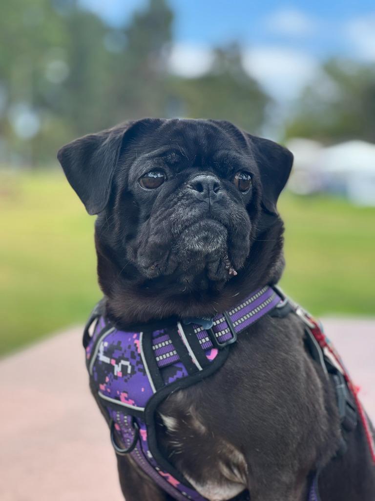 Enlarge Londyn, a Adoptable Pug in Gardena, CA image 1/6