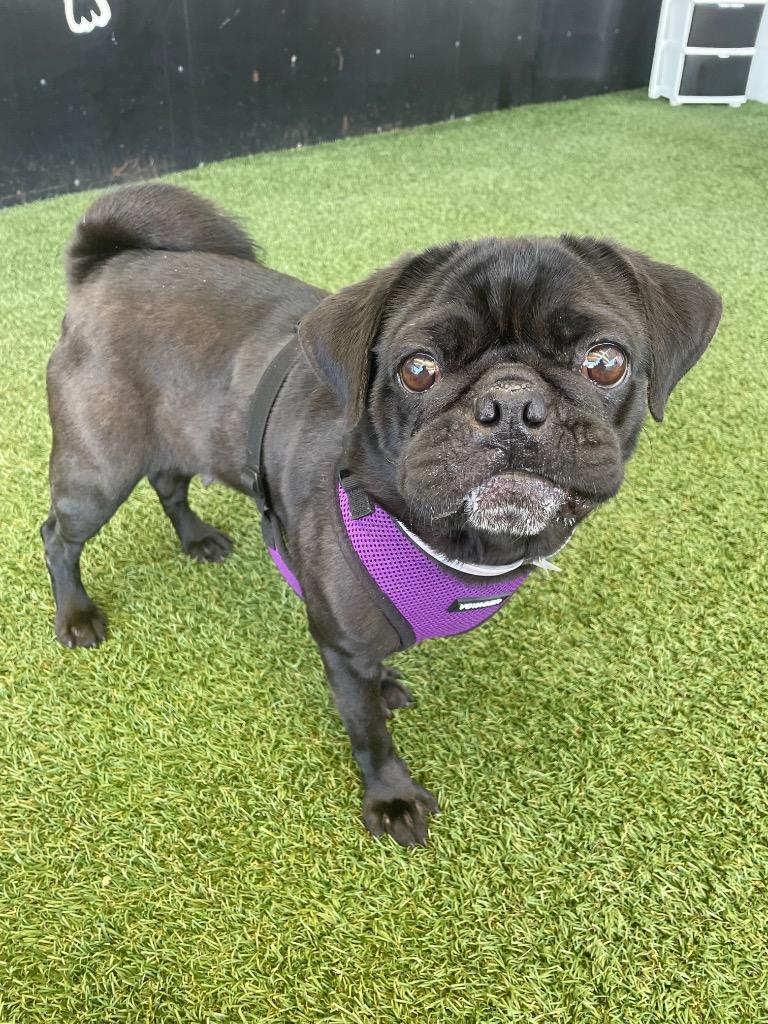 Enlarge Londyn, a Adoptable Pug in Gardena, CA image 4/6